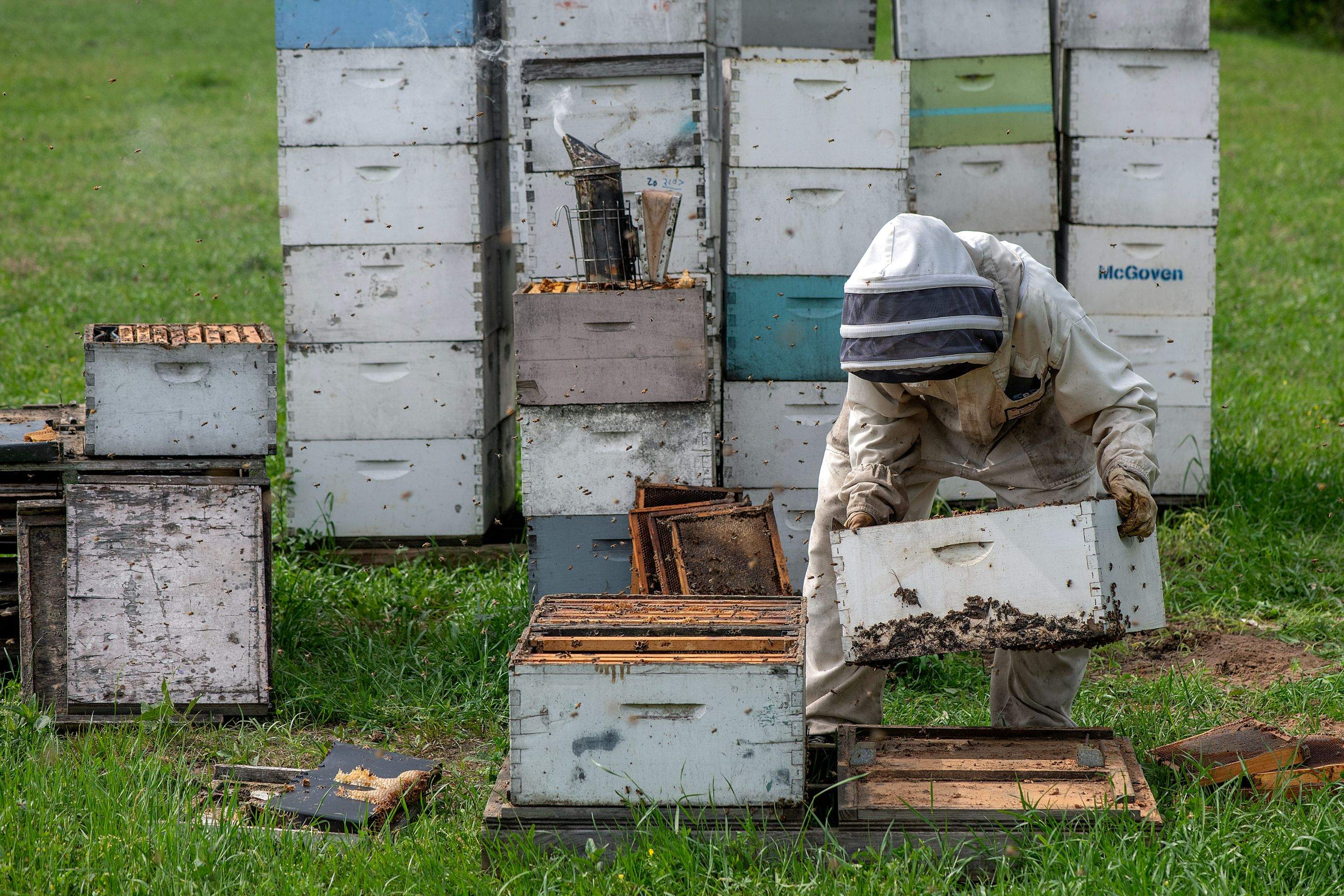 Splits in East Texas by Rockwall Honey Bee Company