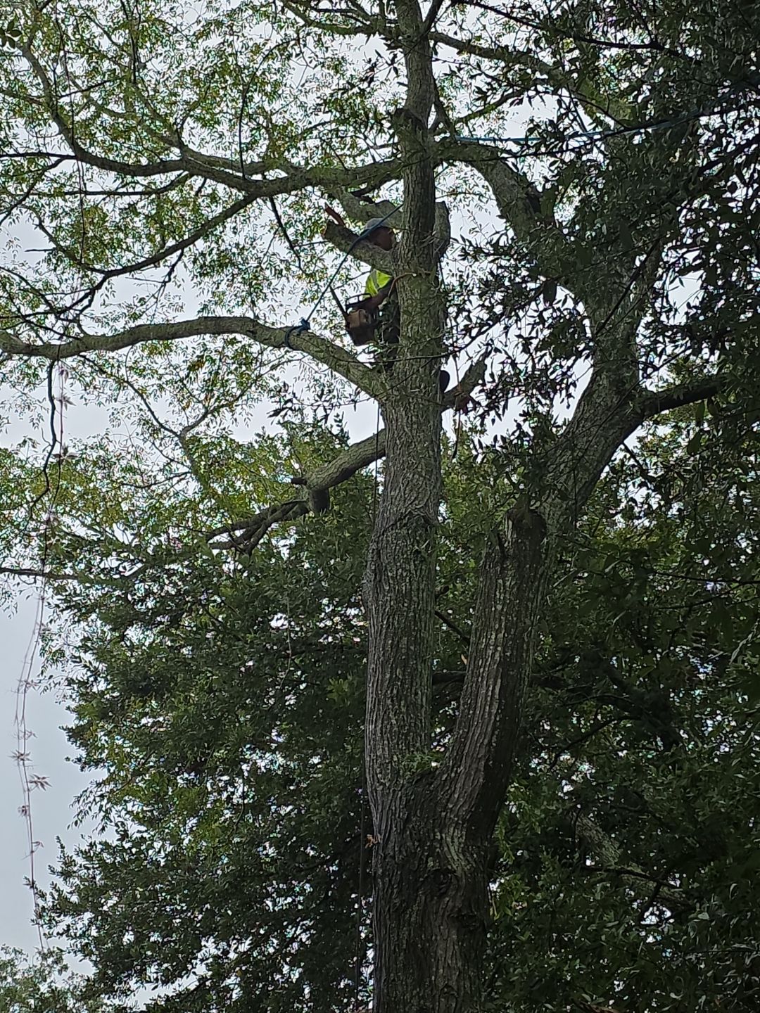 Crash Champions | Tree Removal & Cleanup by ProGreen Services