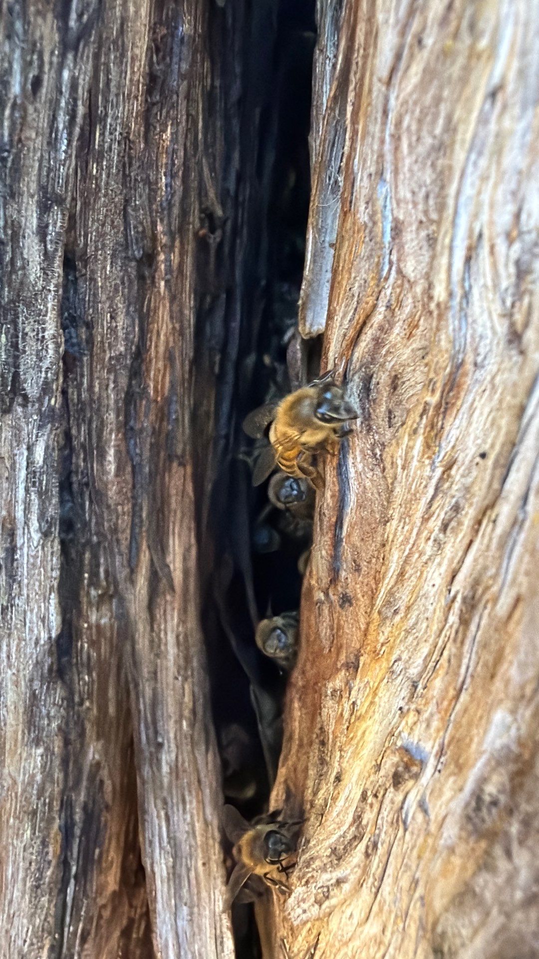 Cavern-Crack Tree Bees by Rockwall Honey Bee Company