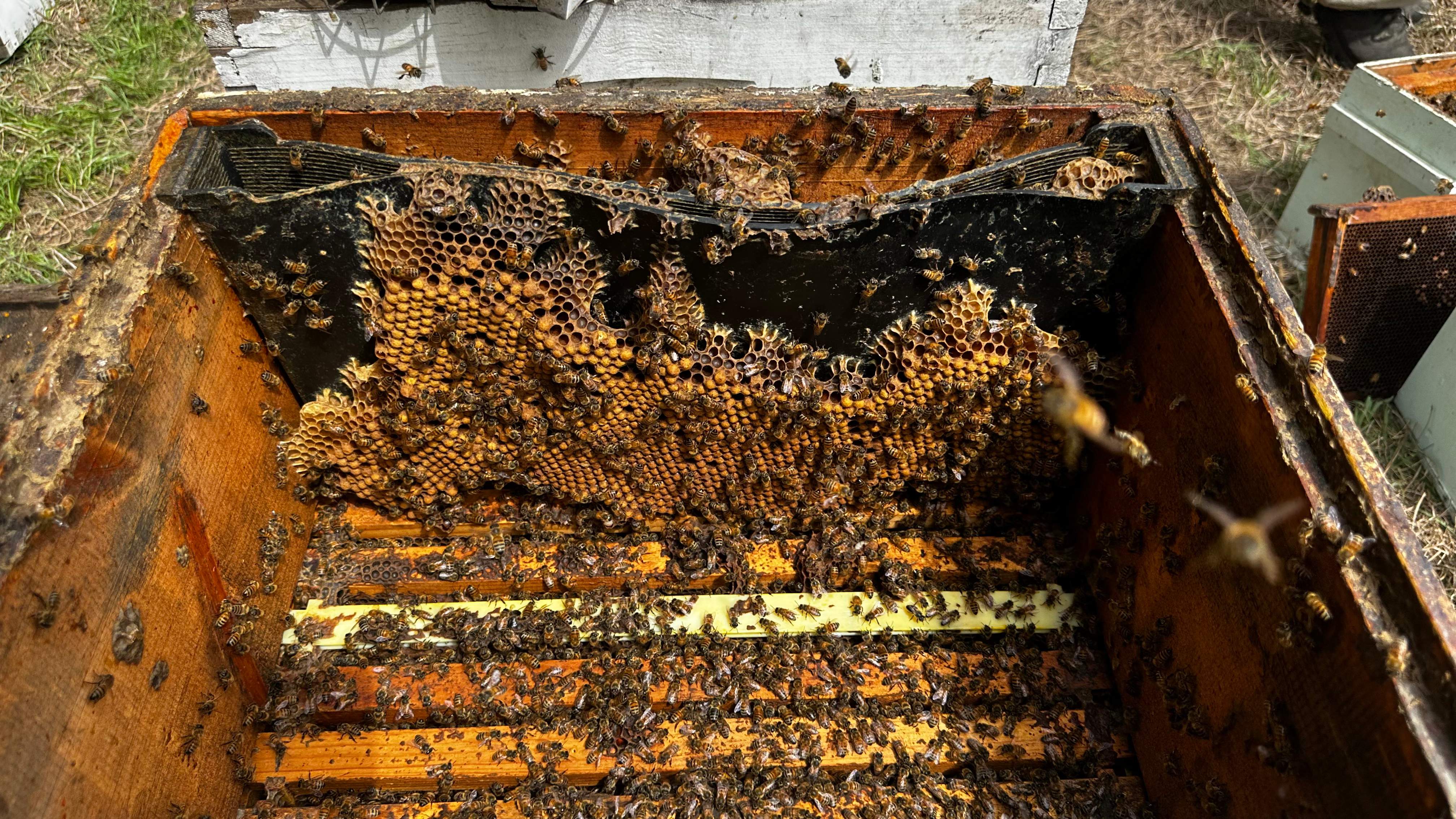 BeeGirl ETX HQ by Rockwall Honey Bee Company