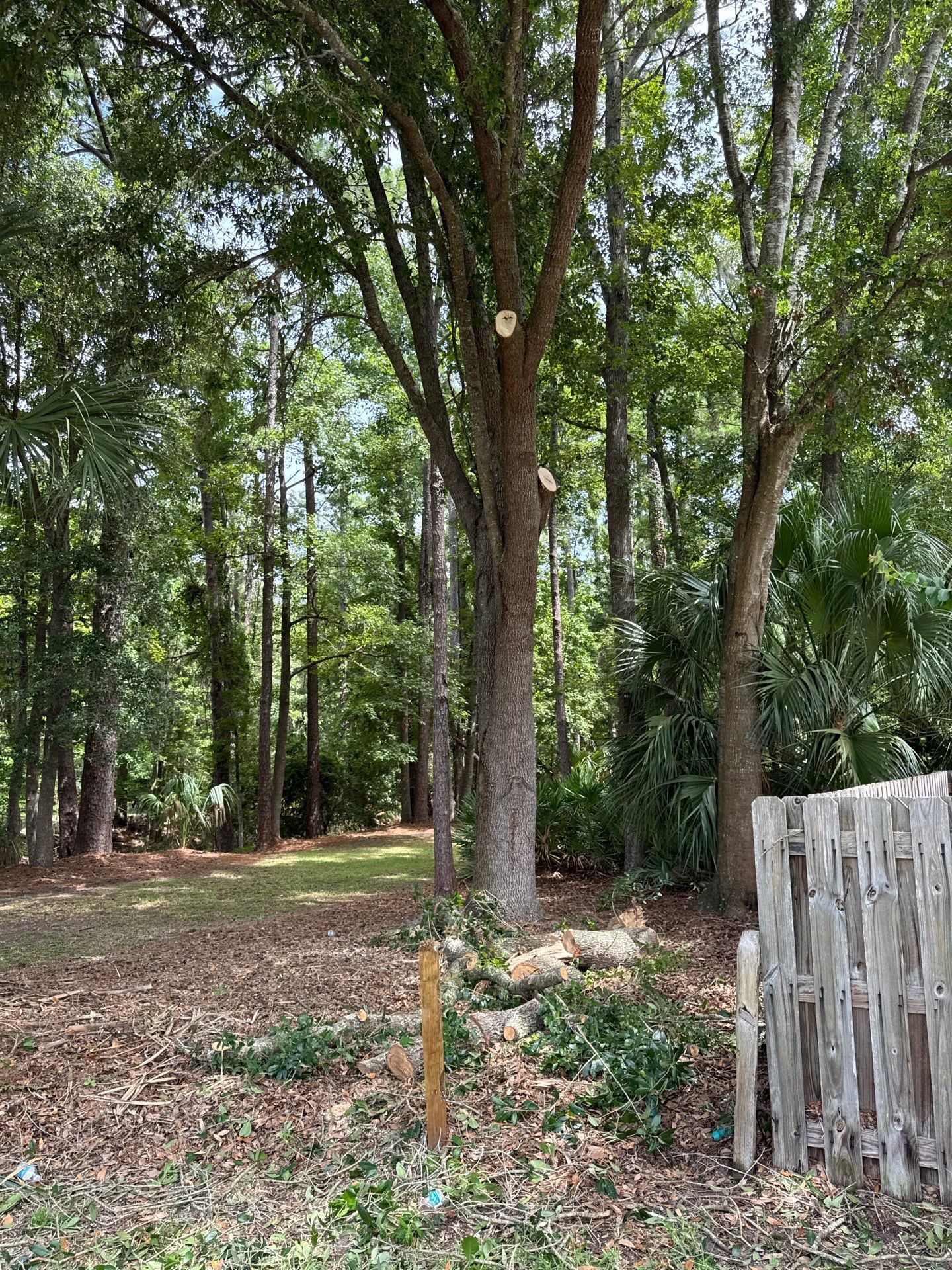 Deerwood Resident | Tree Removal by ProGreen Services