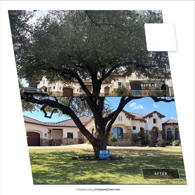 Tree Trimming & Pruning 