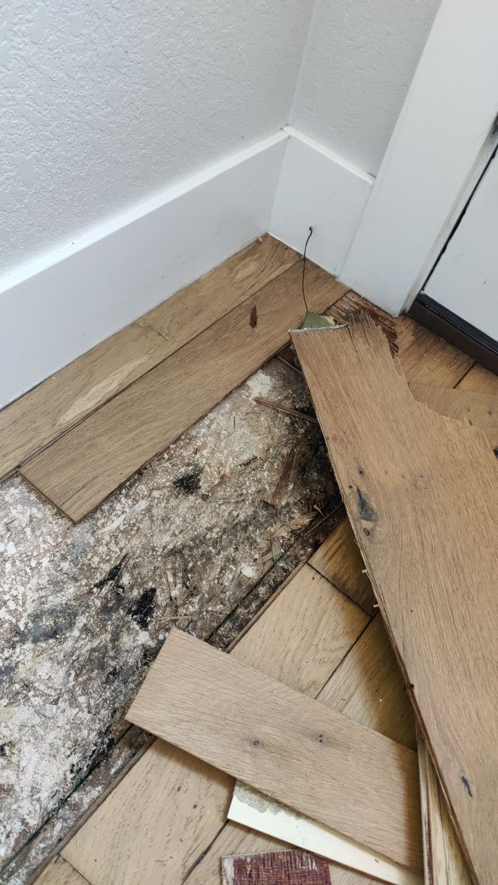 Mold Remediation  by Accountable Home Services