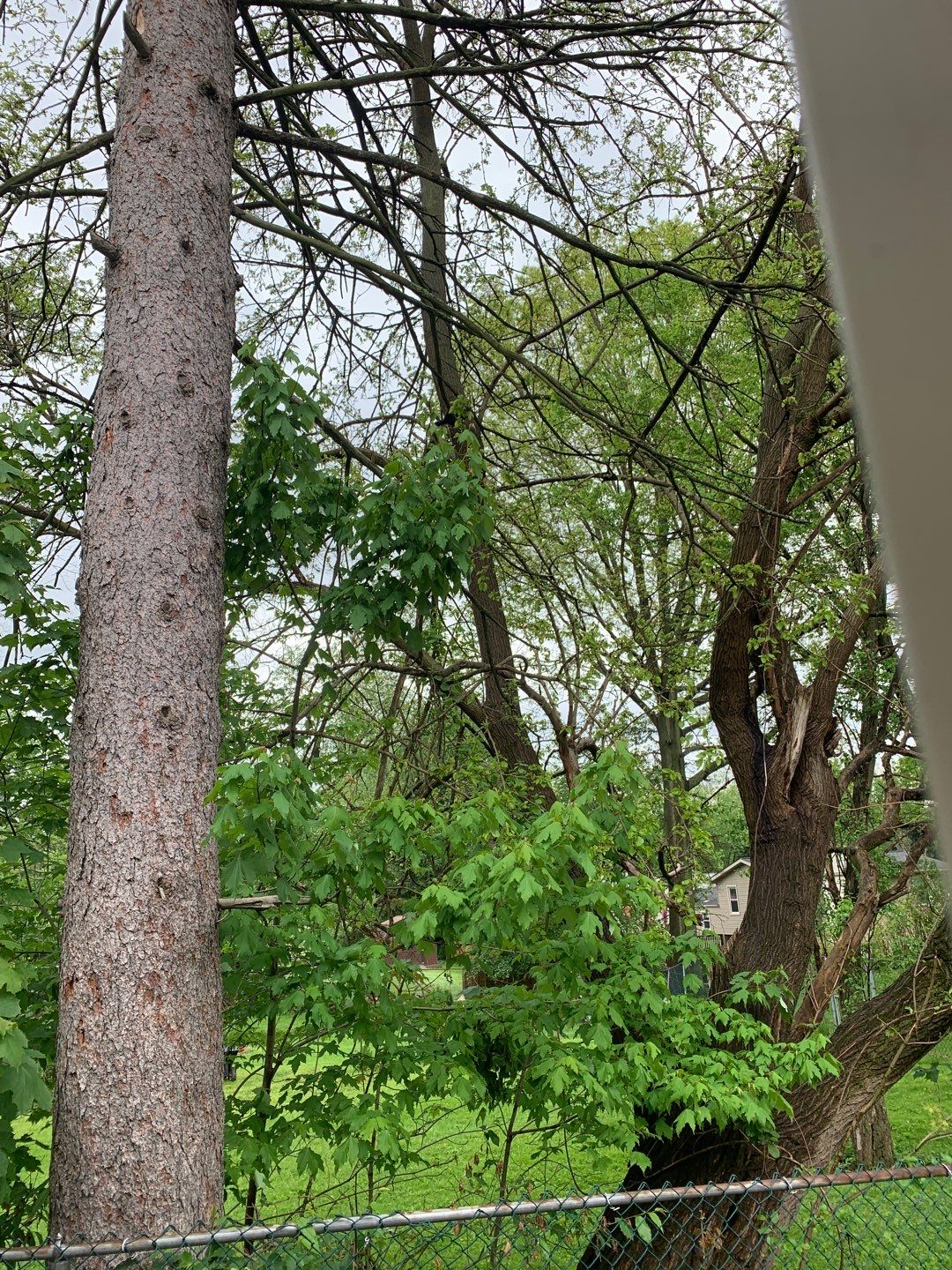 Tree Removal using Tree Removal by Mike Jones & Sons Tree Service LLC 