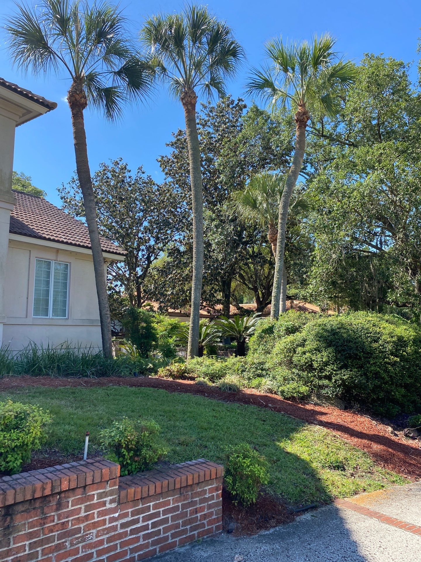 Deerwood Resident | Palm Tree Trimming & Clean-Up by ProGreen Services