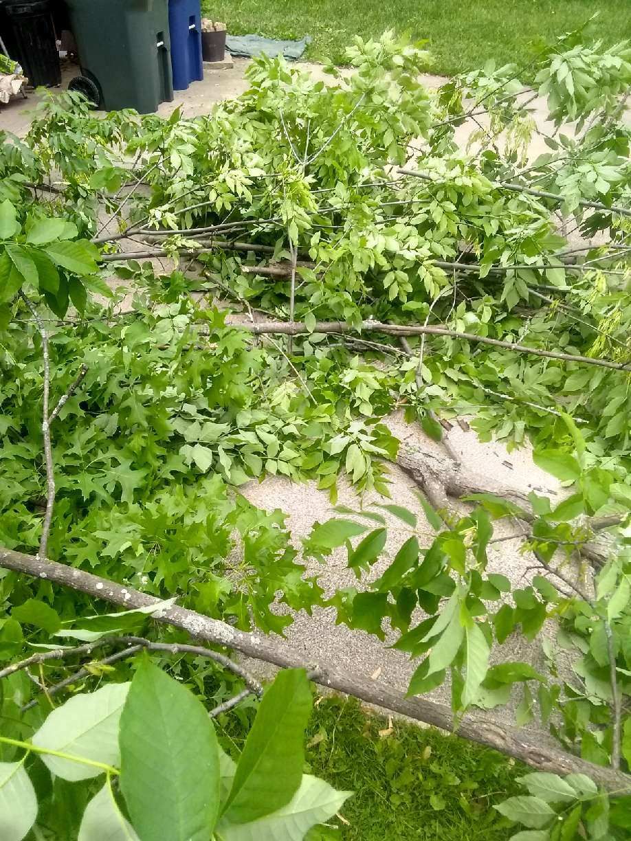 Tree Removal using Tree Removal by Mike Jones & Sons Tree Service LLC 