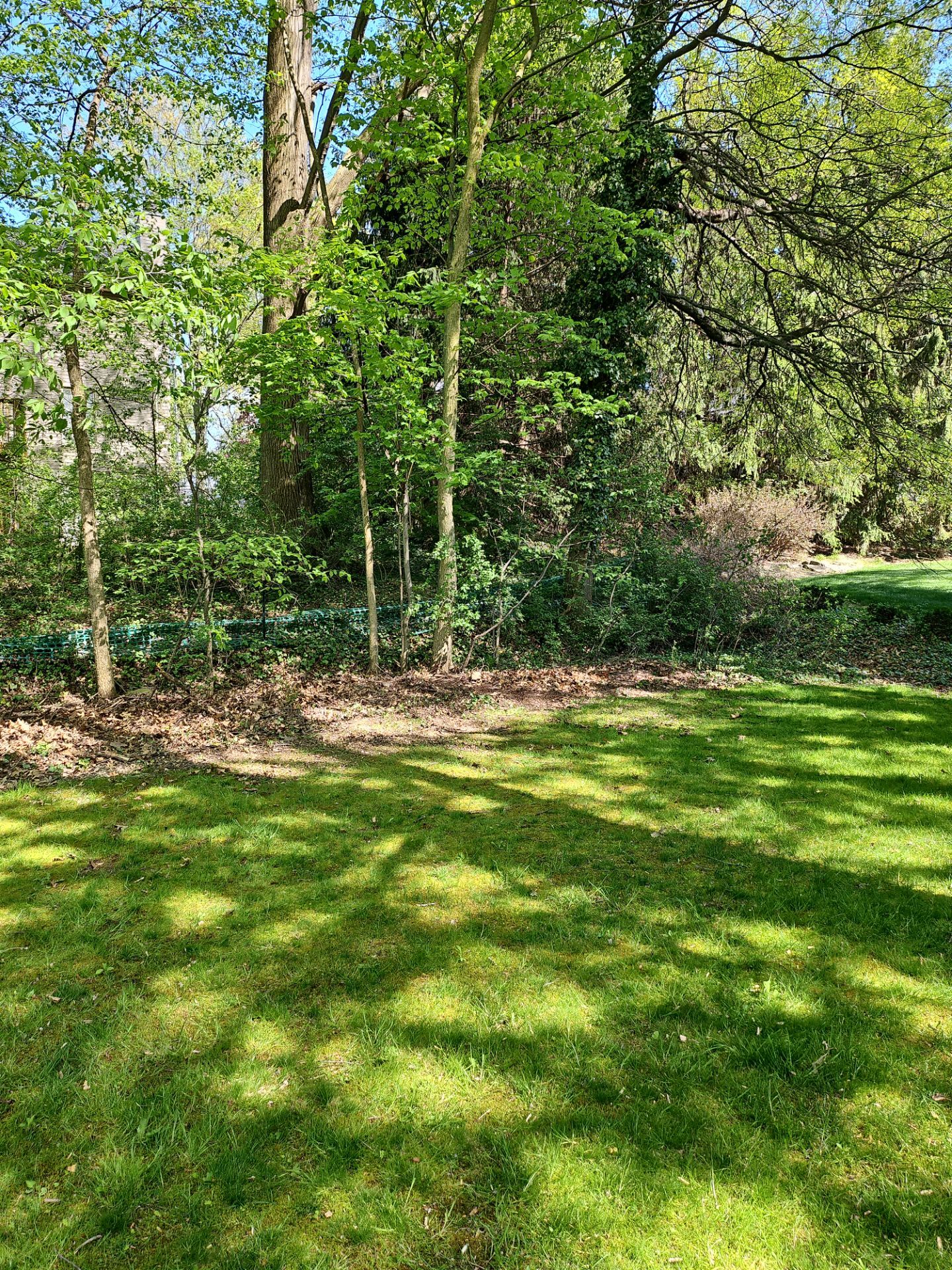 Tree Trimming using Tree Pruing by Mike Jones & Sons Tree Service LLC 