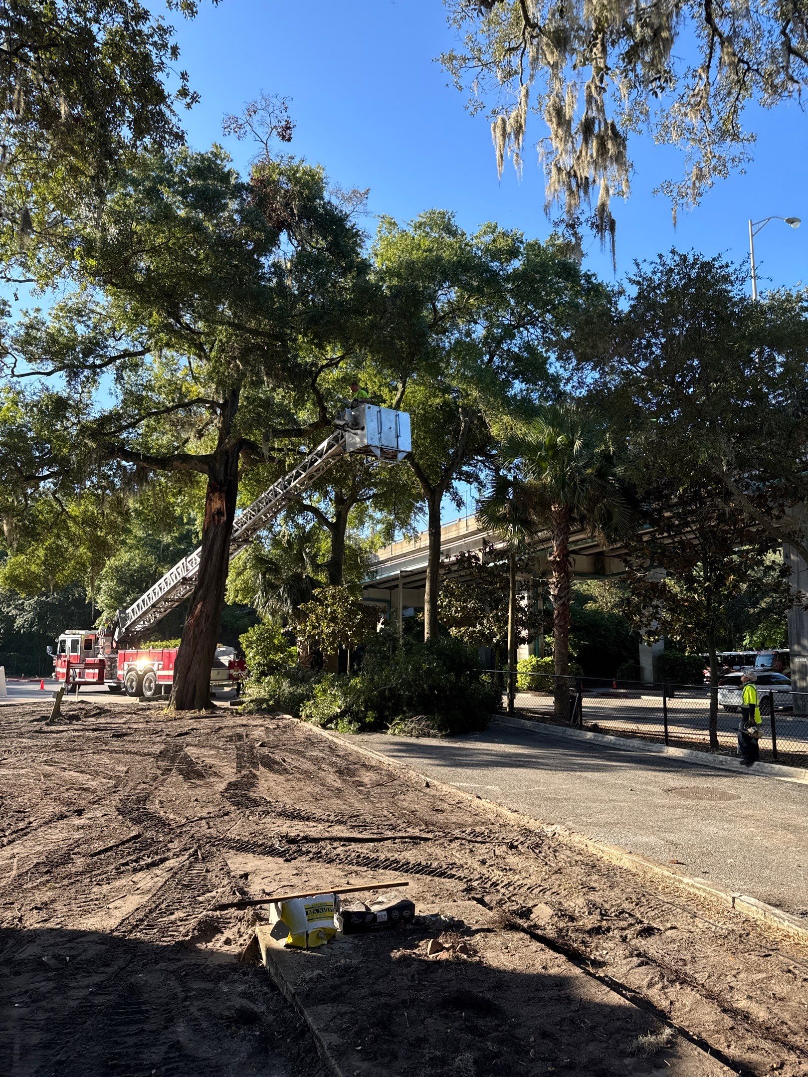 Welcome Center Tree Removal | Episcopal School of Jacksonville by ProGreen Services