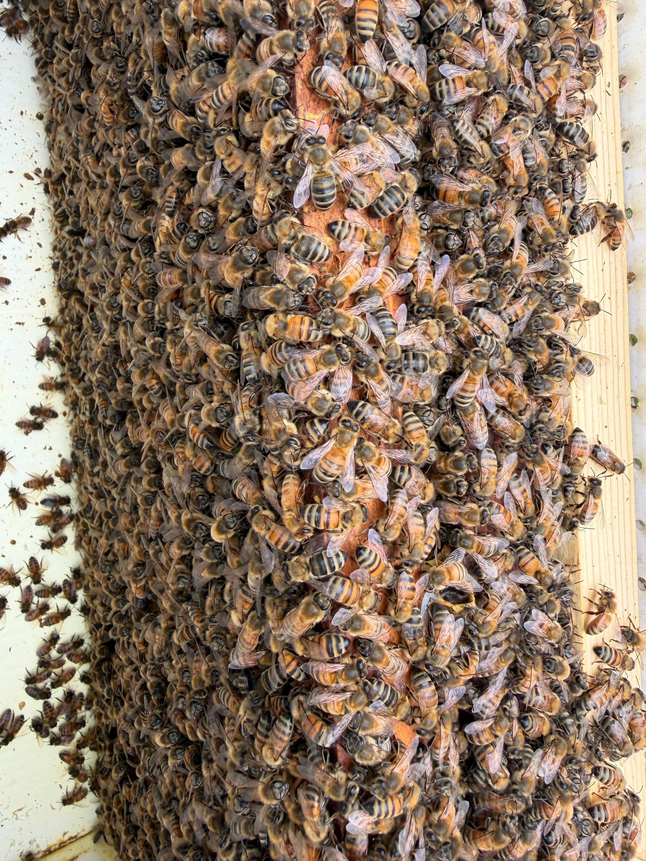 Platform Precious Population by Rockwall Honey Bee Company