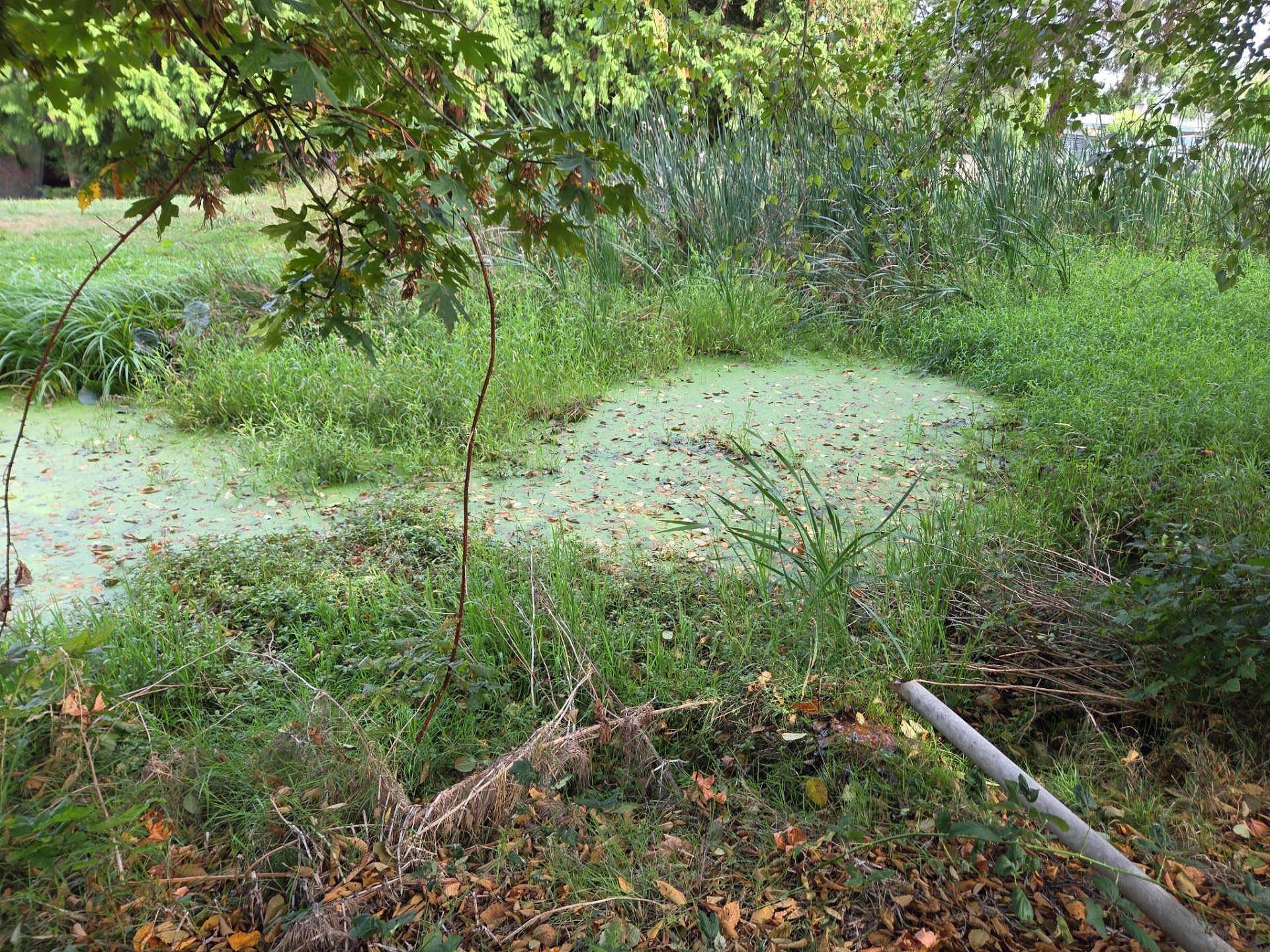 Island View - Ecological Restoration & Stewardship by Habanero Landscape Solutions