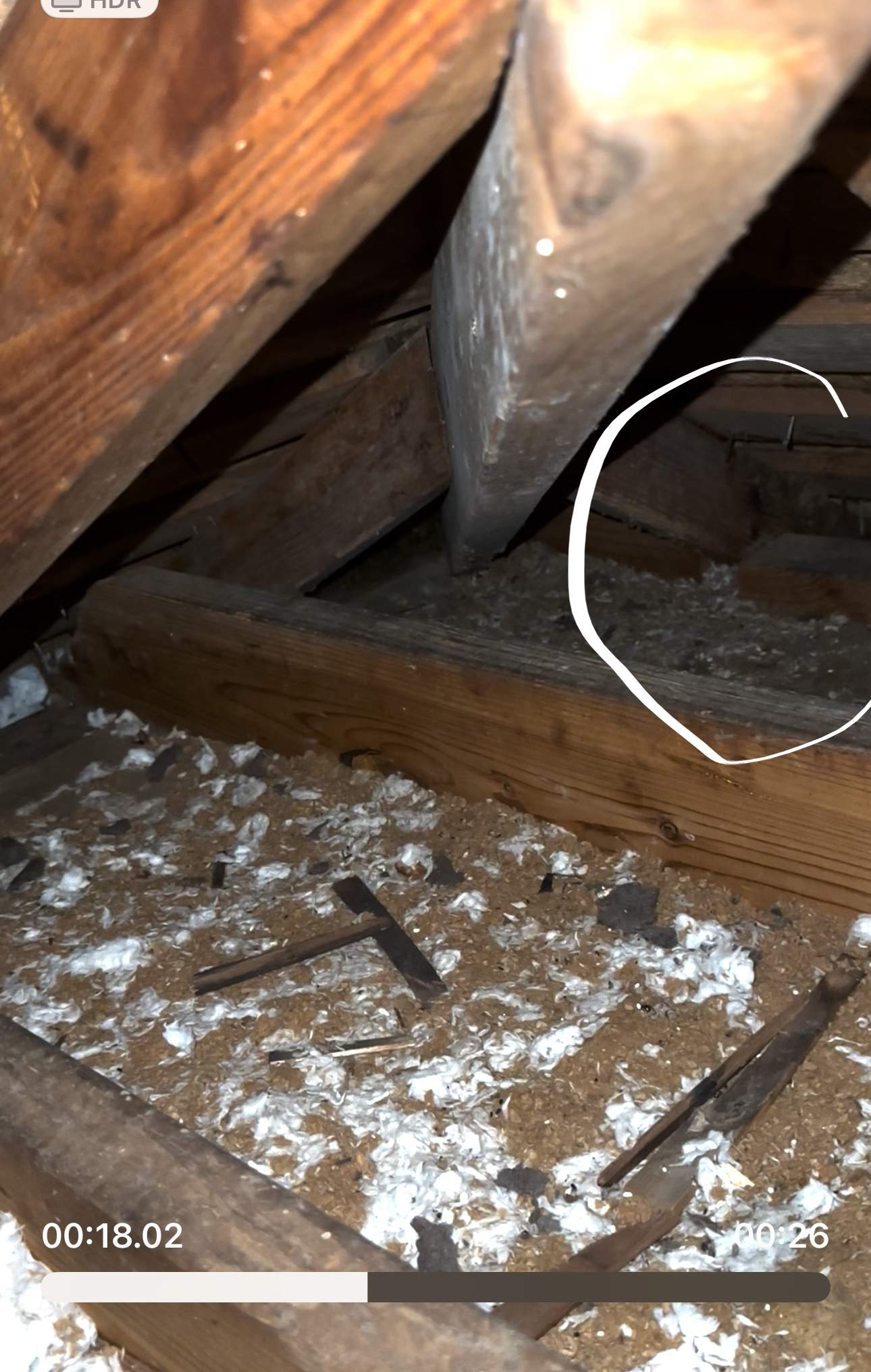 Unsealed Attic by Rockwall Honey Bee Company