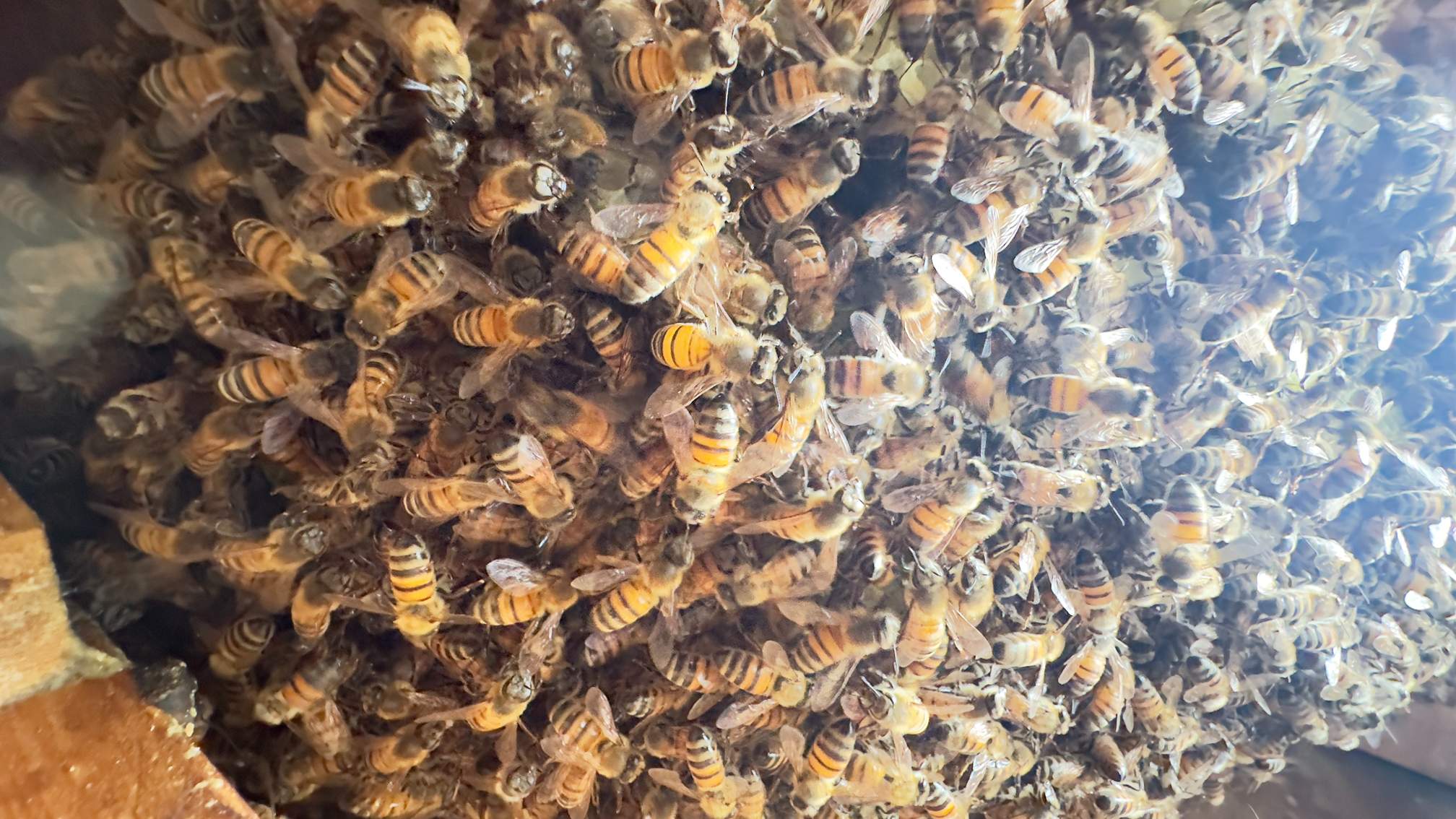 Apartment by Rockwall Honey Bee Company