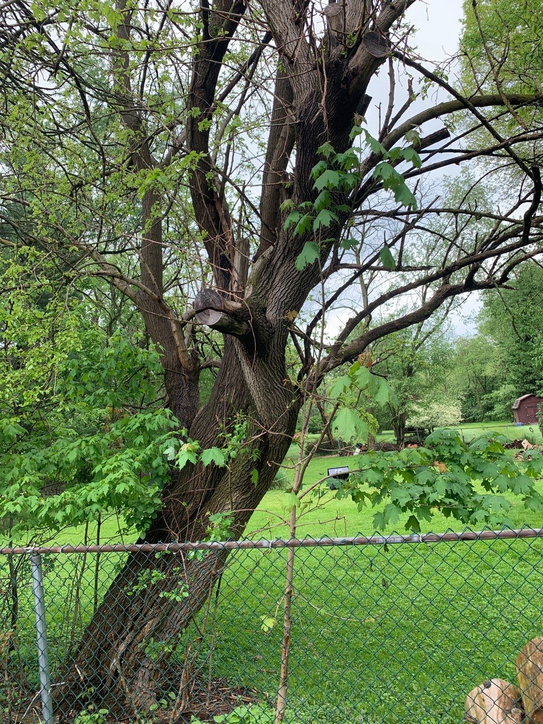 Tree Removal using Tree Removal by Mike Jones & Sons Tree Service LLC 