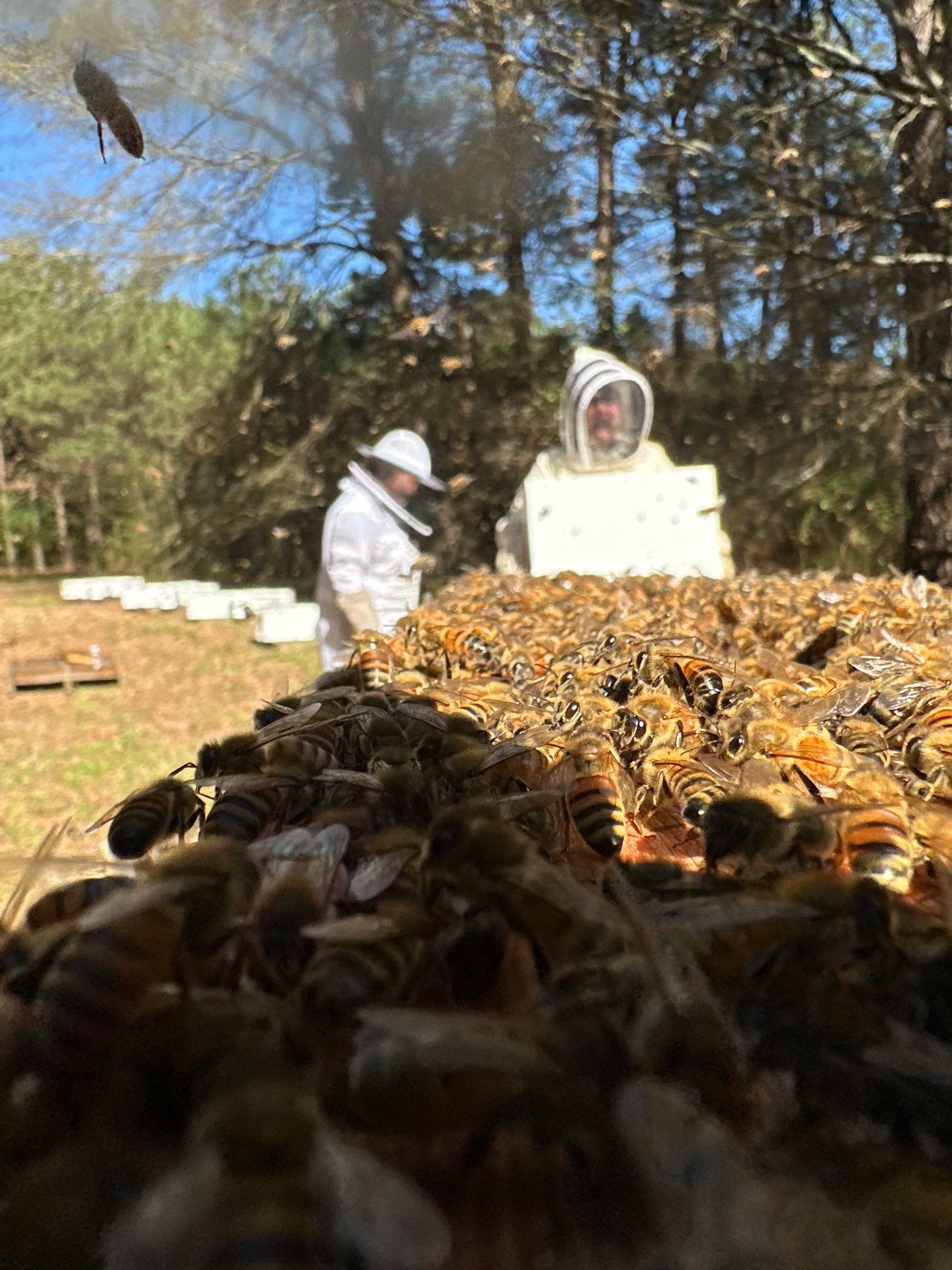 Tree Farm Apiary by Rockwall Honey Bee Company