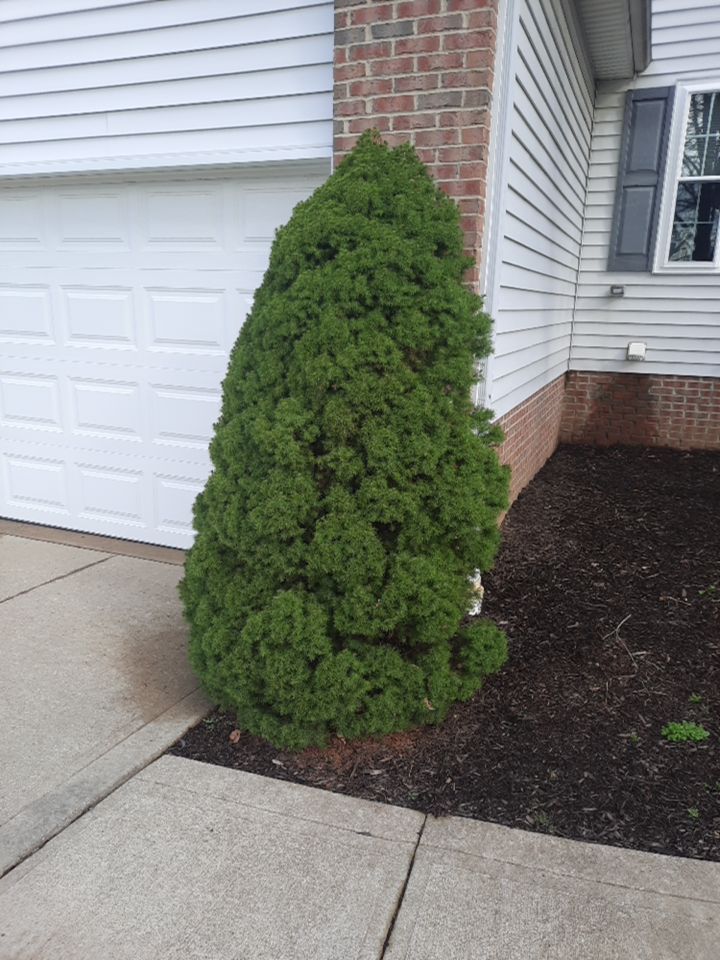 Tree Removal using Tree Removal by Mike Jones & Sons Tree Service LLC 