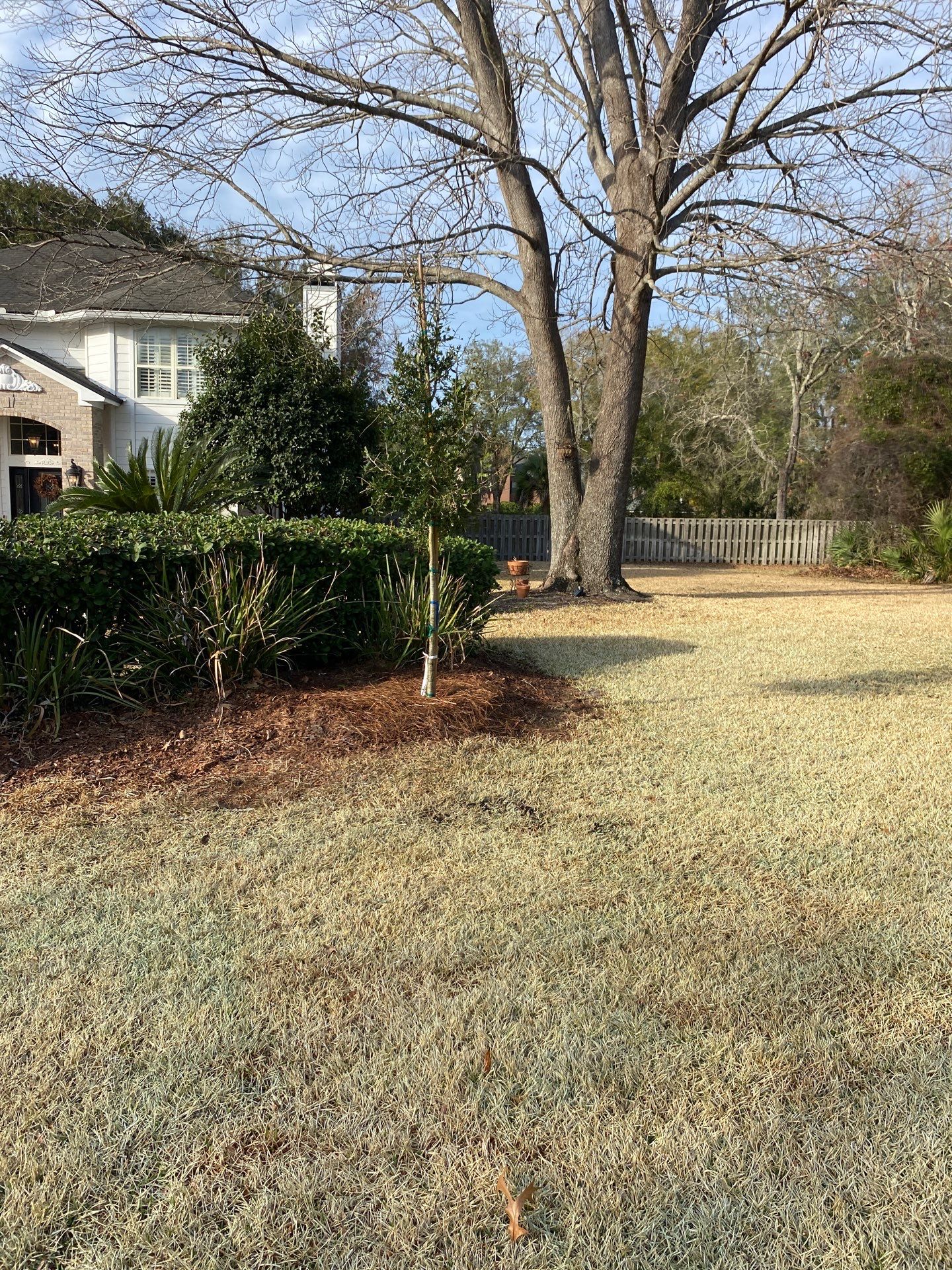 Deerwood Resident | Tree Install by ProGreen Services