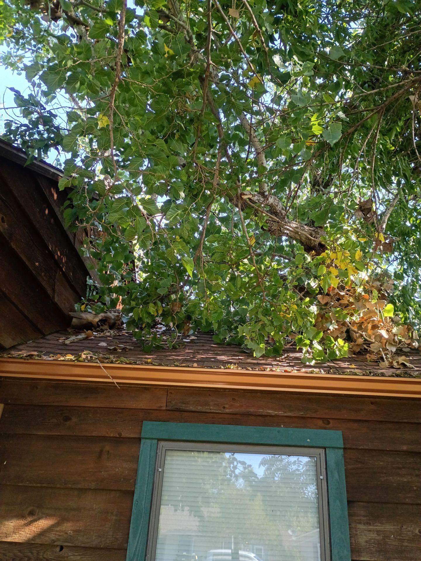Dangerous Tree Tree Removal  by Clays Services Inc