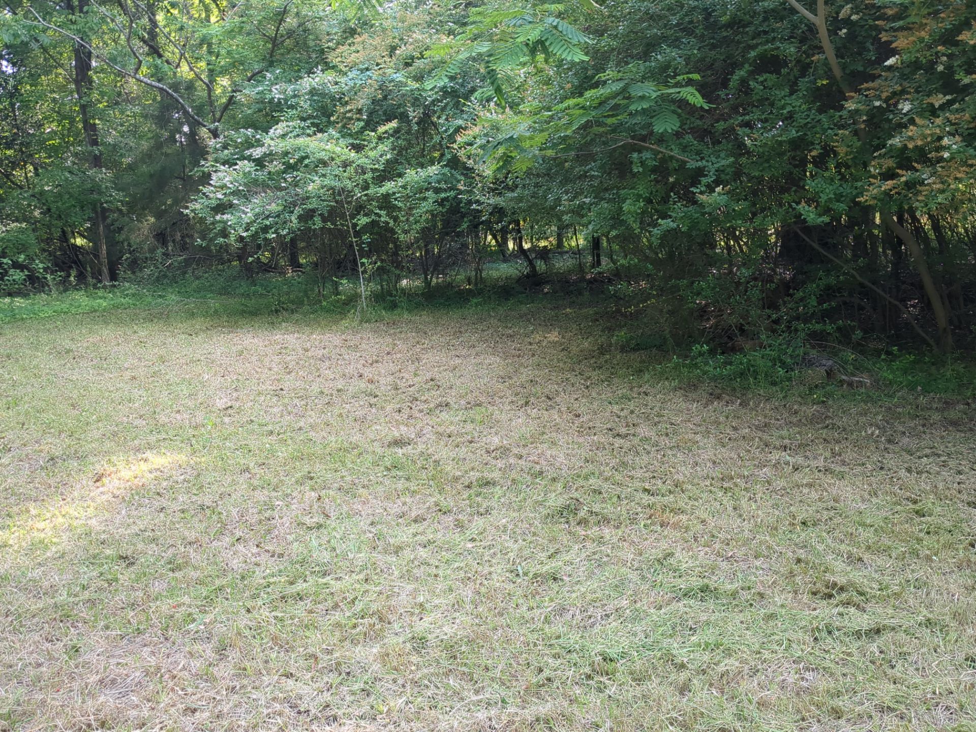 Exterior Clearing - tree trimming - grass cut by Swift Signings and Services LLC