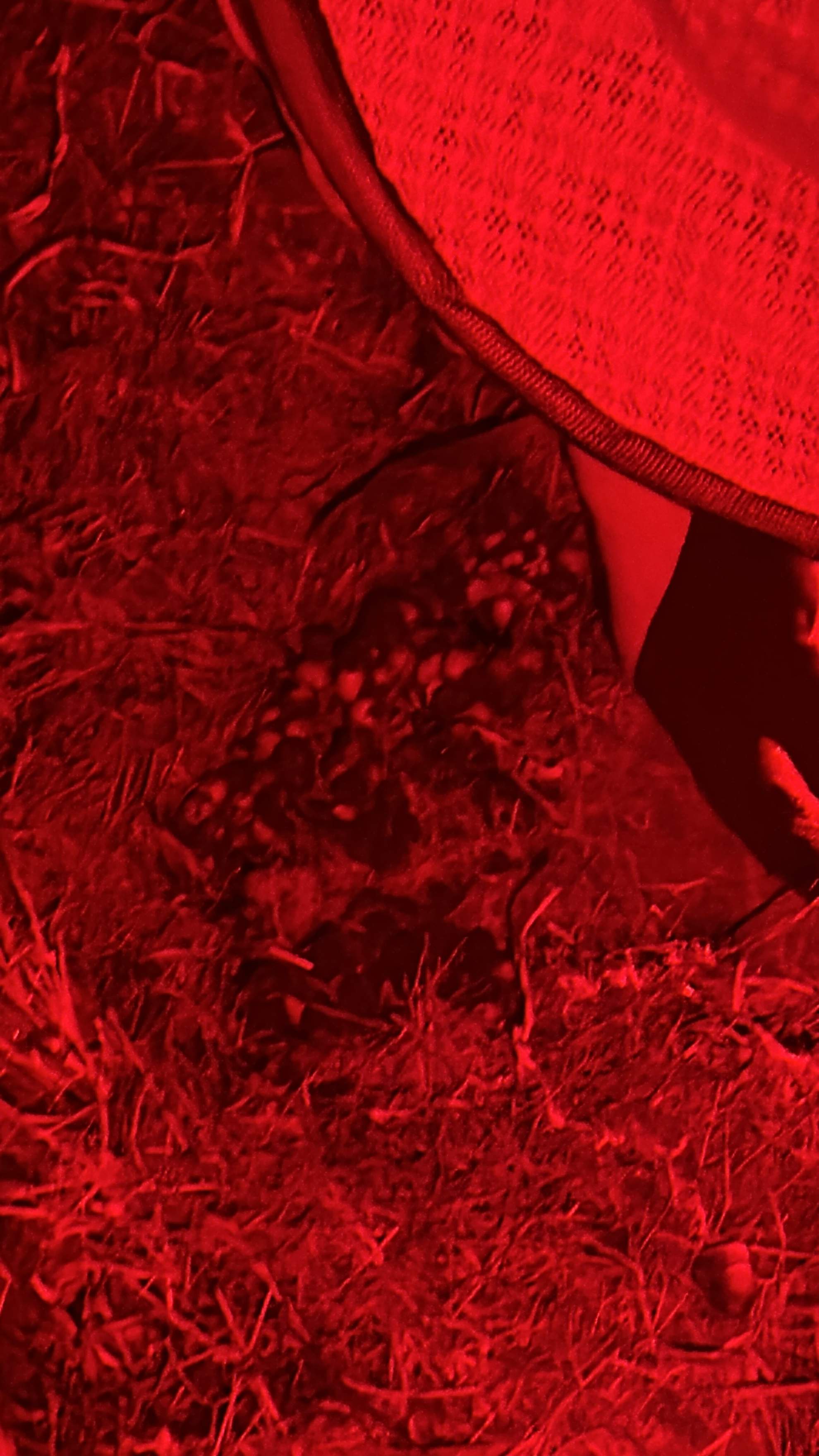 Bumblebees! by Rockwall Honey Bee Company