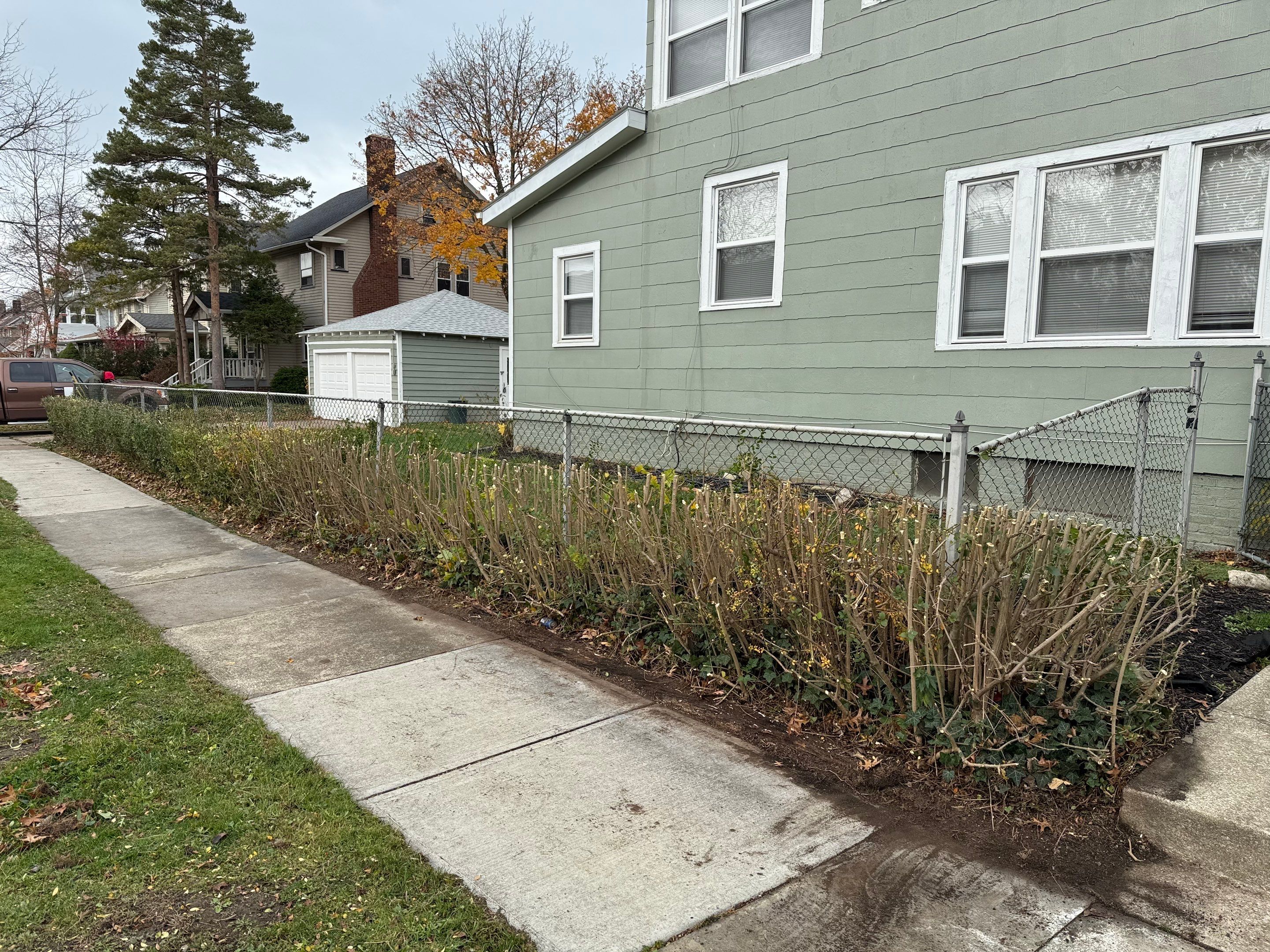 Hedge Shaping Maintenance by Elm Rose Gardens
