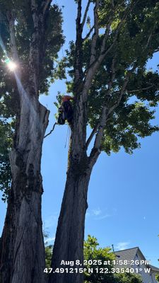 🍃 Deadwood Removal in Burien 🍃