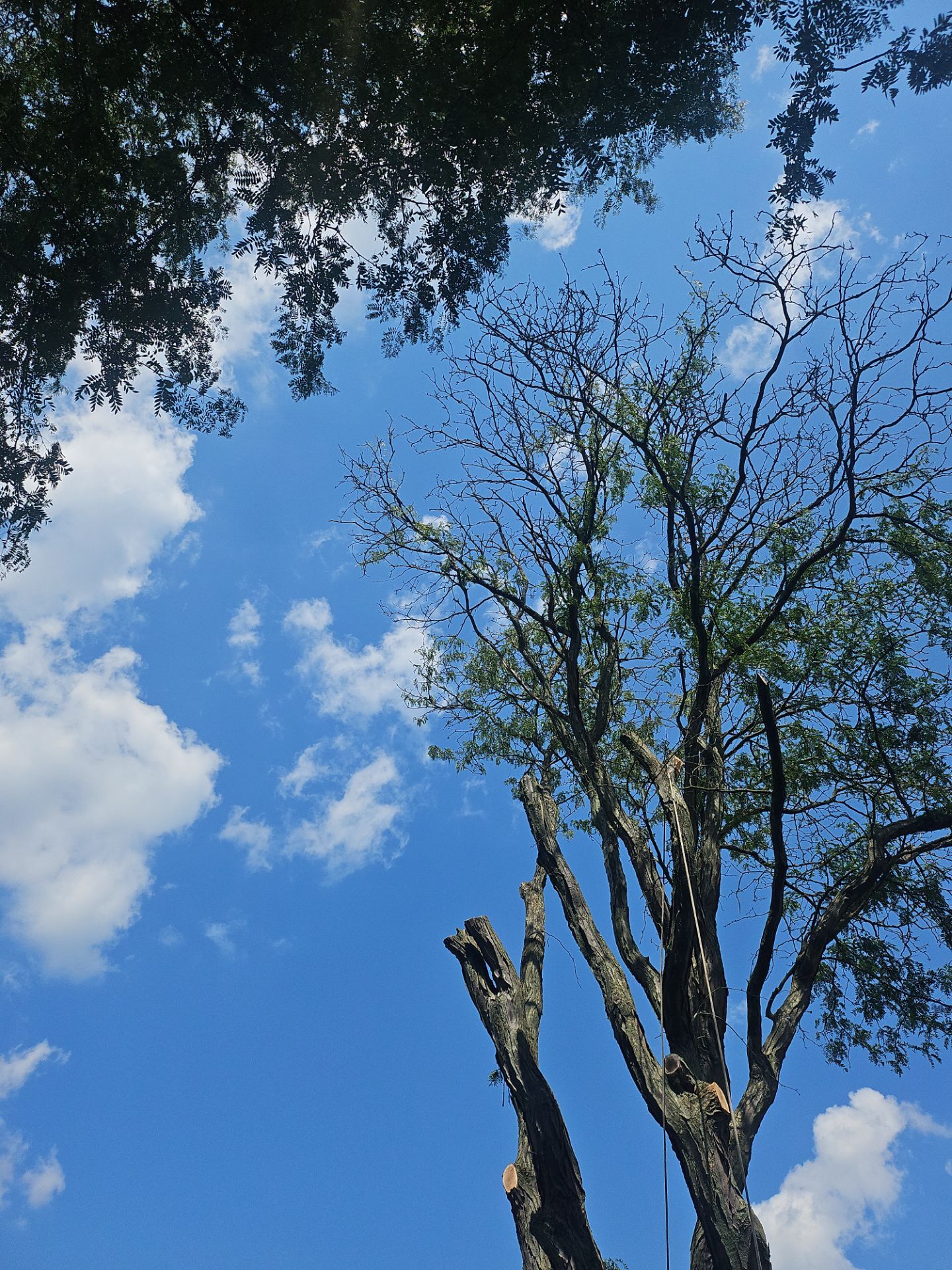 Tree Removal using Tree Removal by Mike Jones & Sons Tree Service LLC 