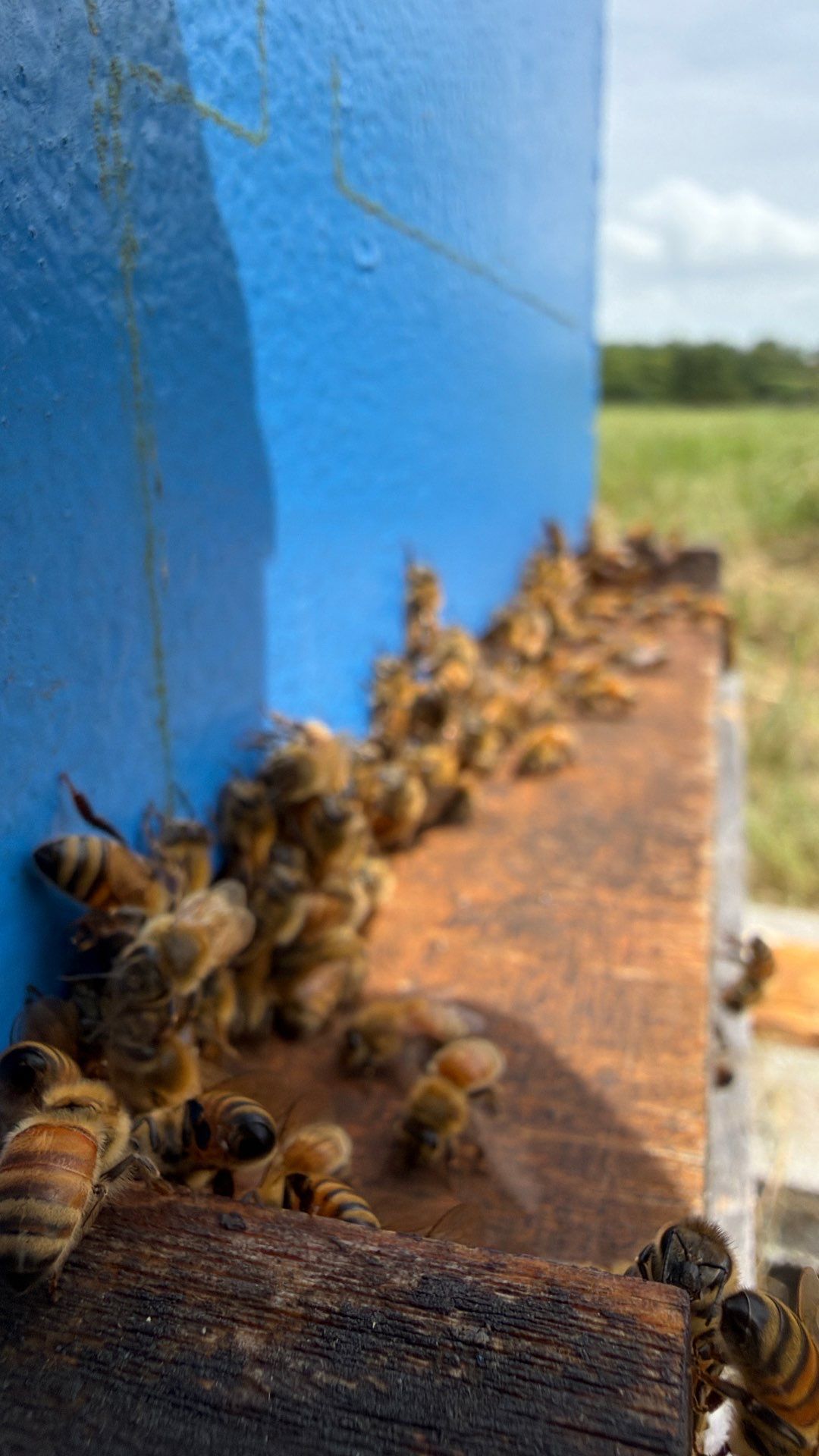 Porter & Pony Apiary by Rockwall Honey Bee Company