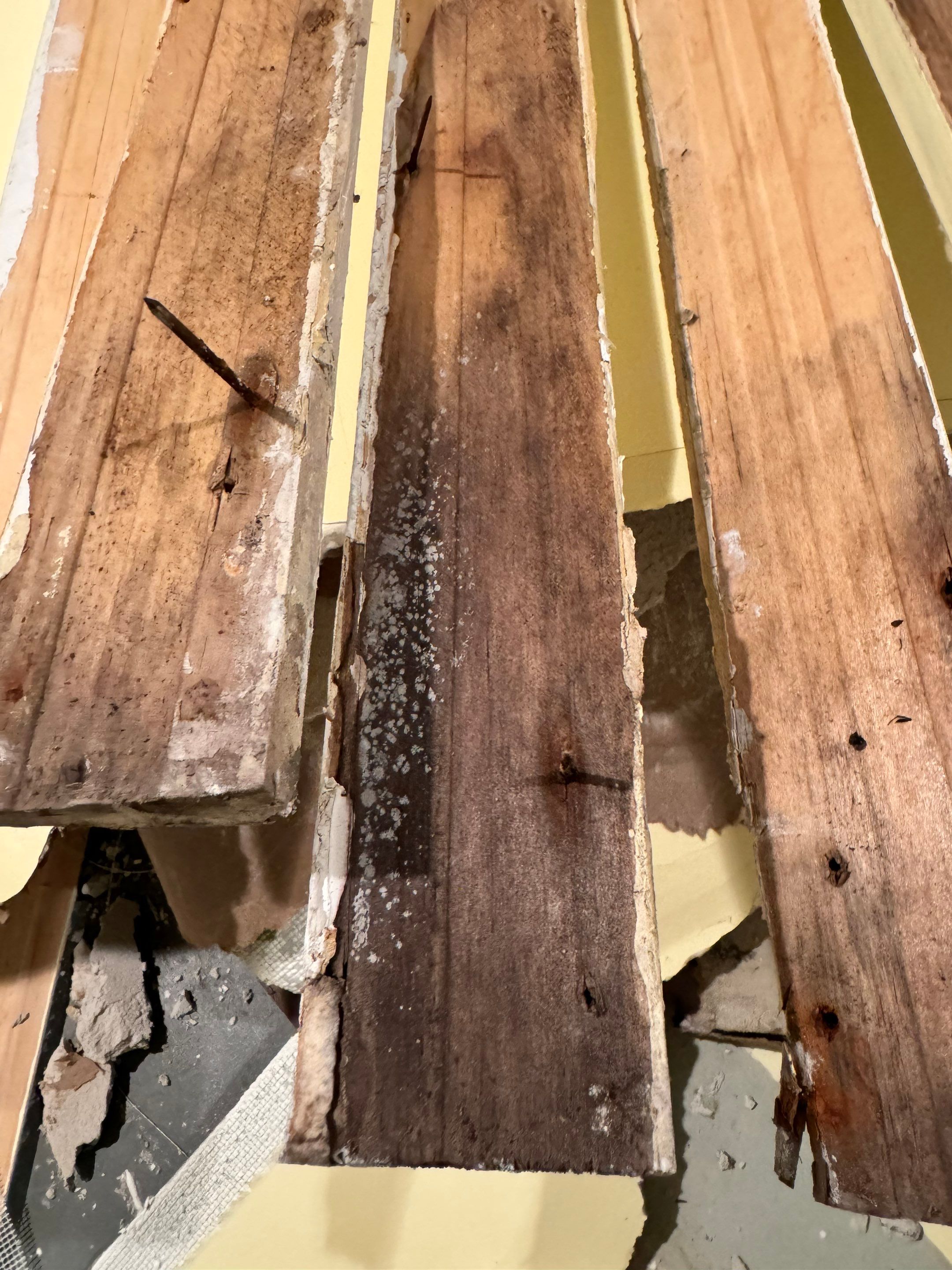 Mold Remediation using Home Guarantee by Home Guarantee, LLC