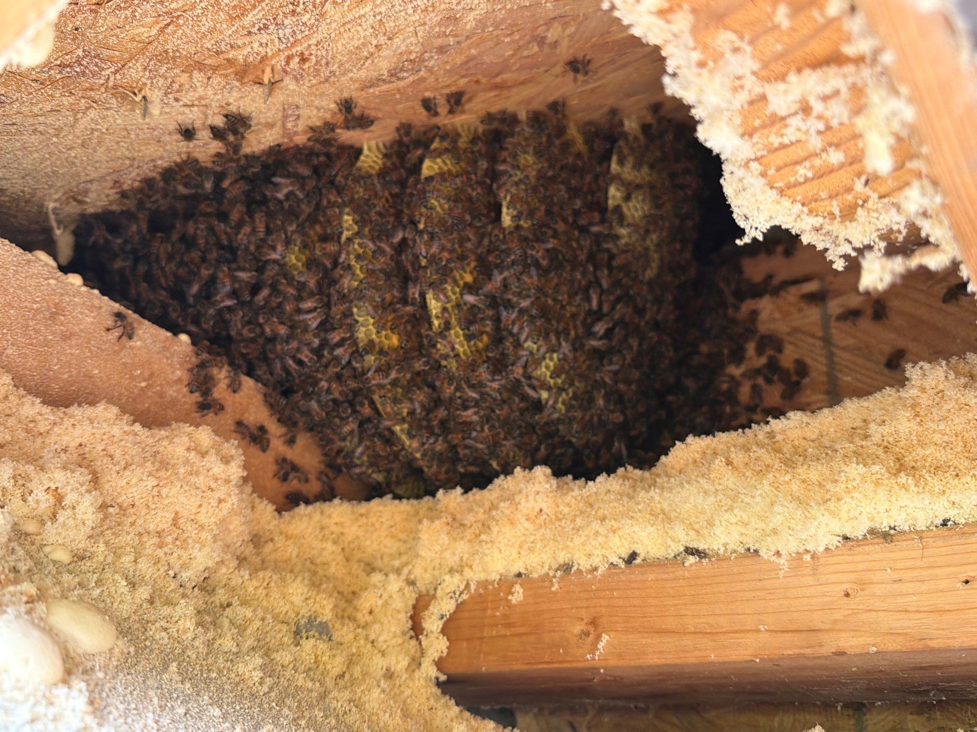 Spineless Cactus Bees by Rockwall Honey Bee Company