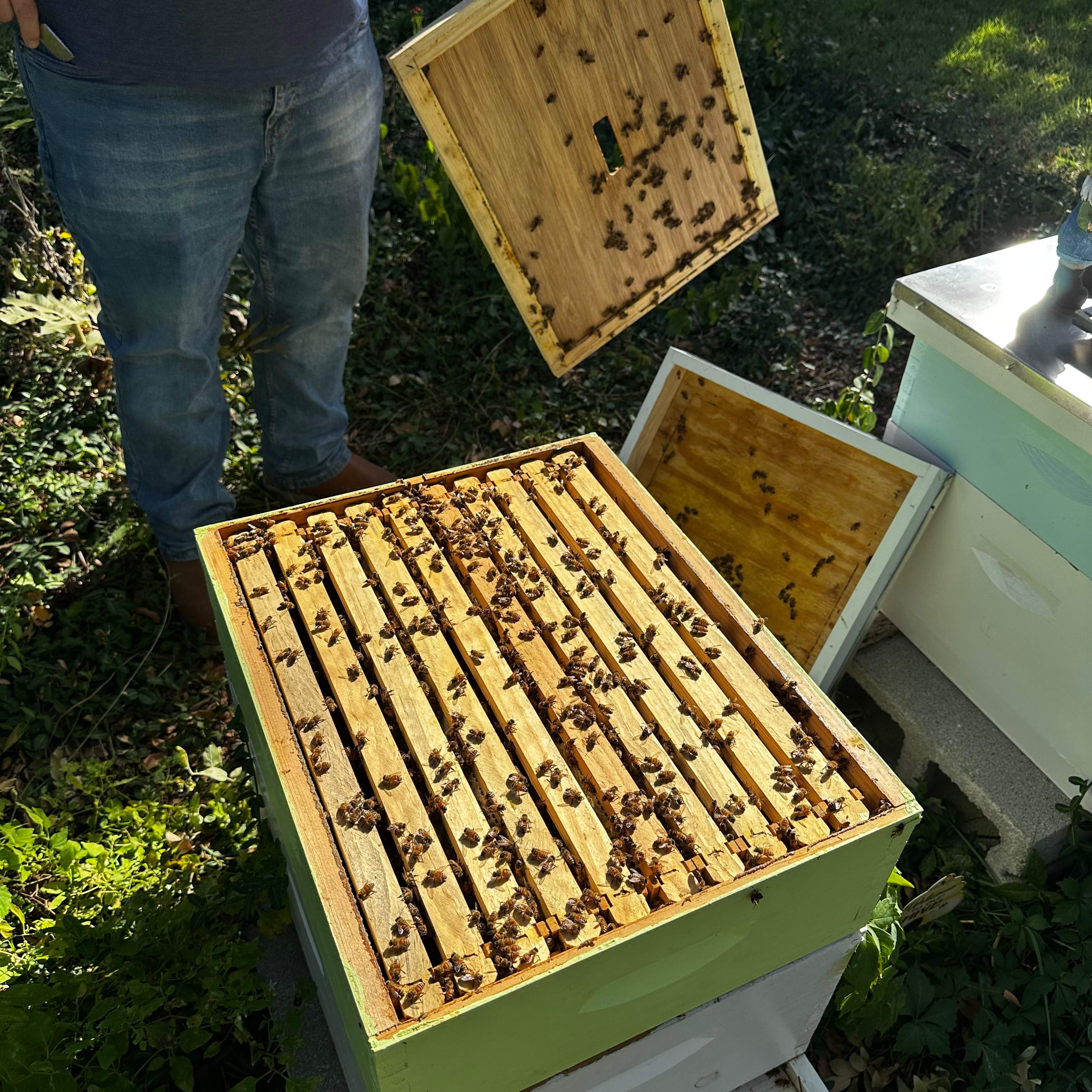 Final Beauty of 2024 by Rockwall Honey Bee Company