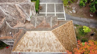 Tree Strike Repair - Issaquah