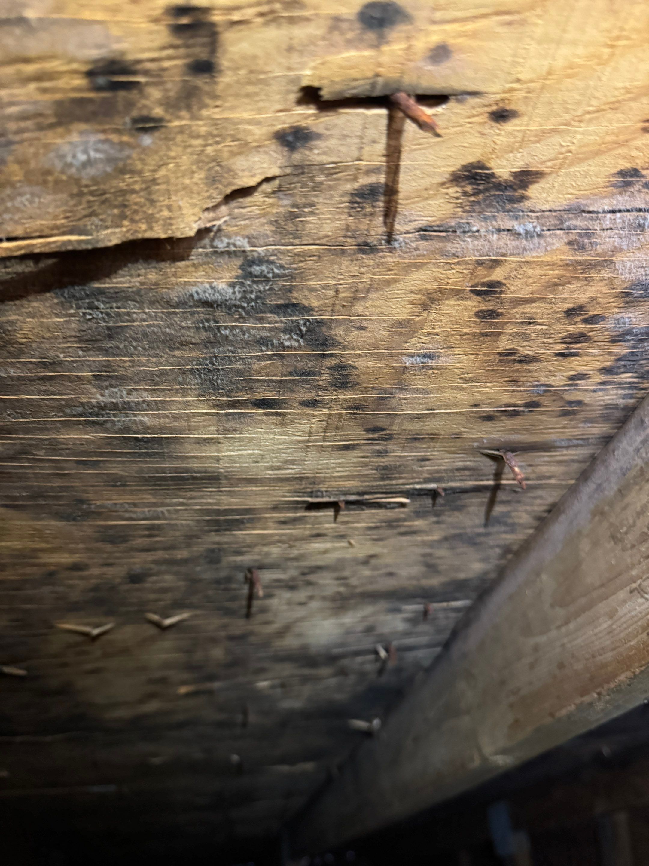 Attic Mold Remediation using Home Guarantee by Home Guarantee, LLC