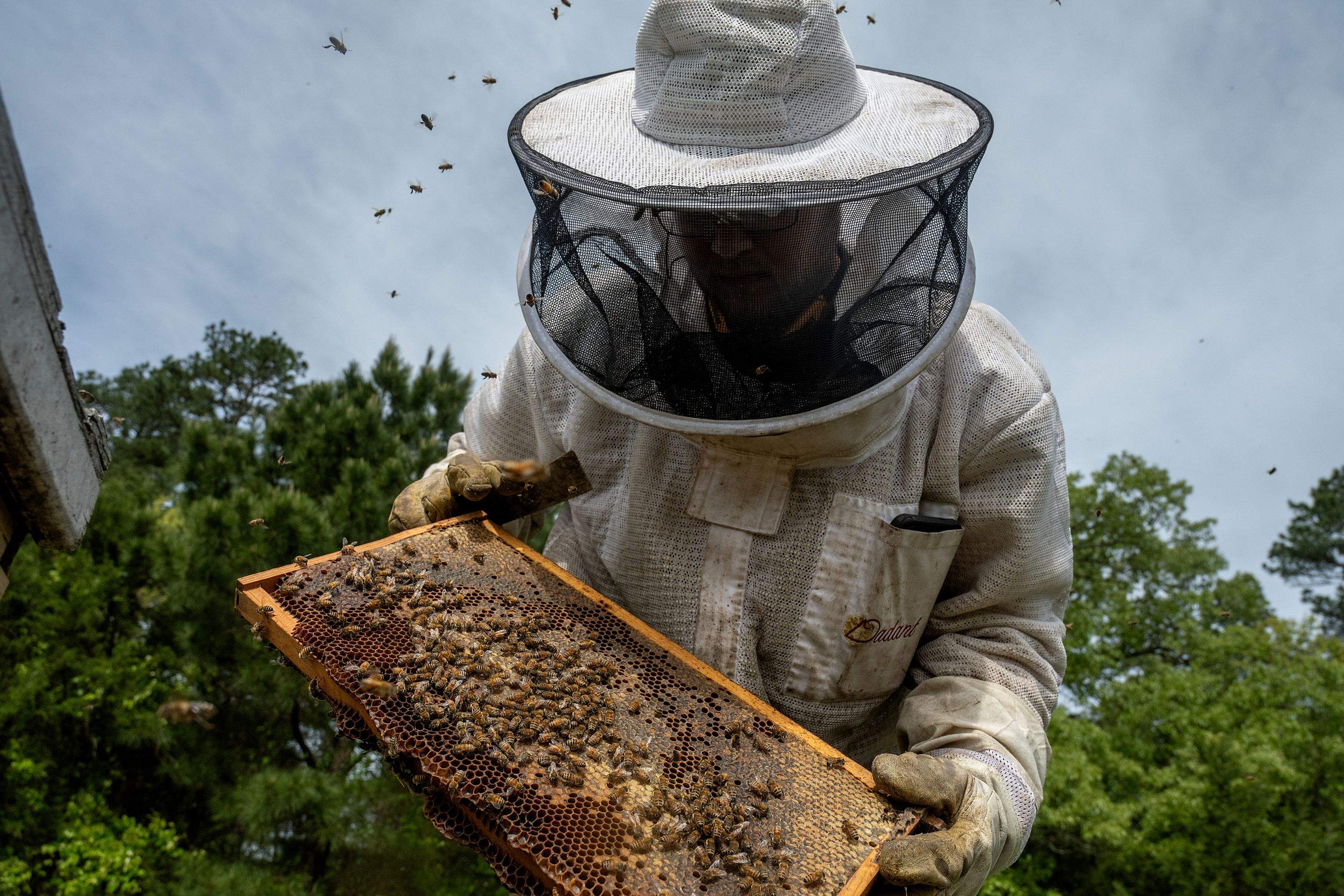 Splits in East Texas by Rockwall Honey Bee Company
