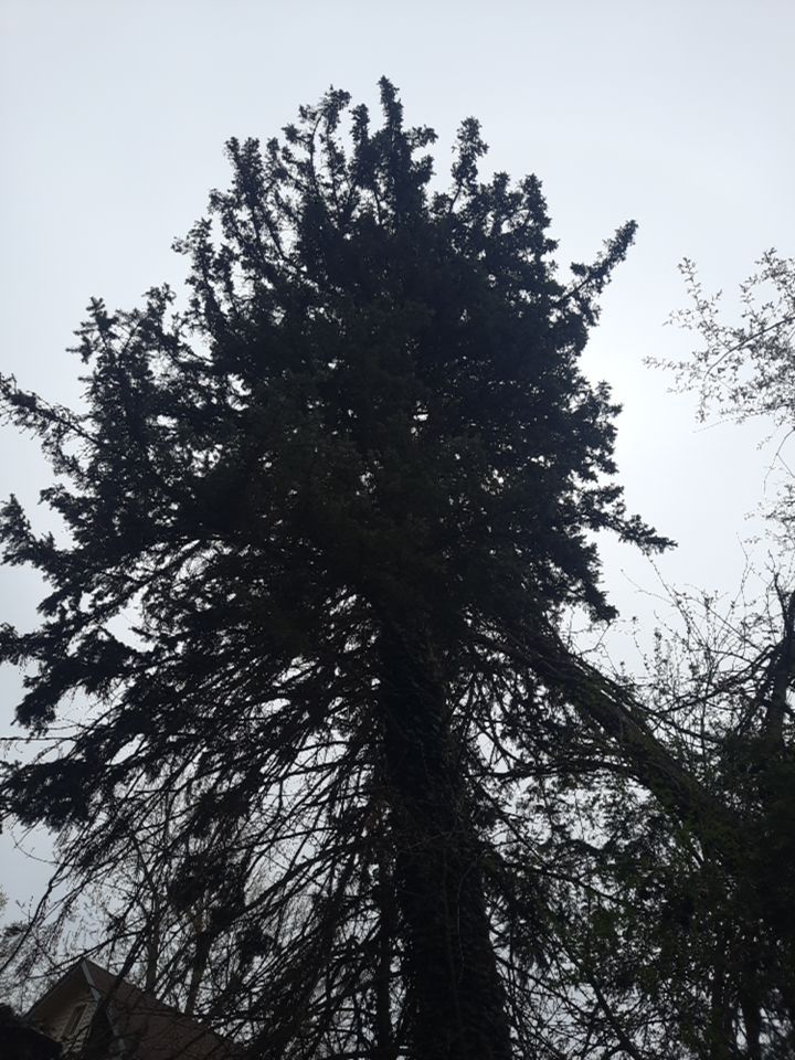 Tree Removal using Tree Removal by Mike Jones & Sons Tree Service LLC 