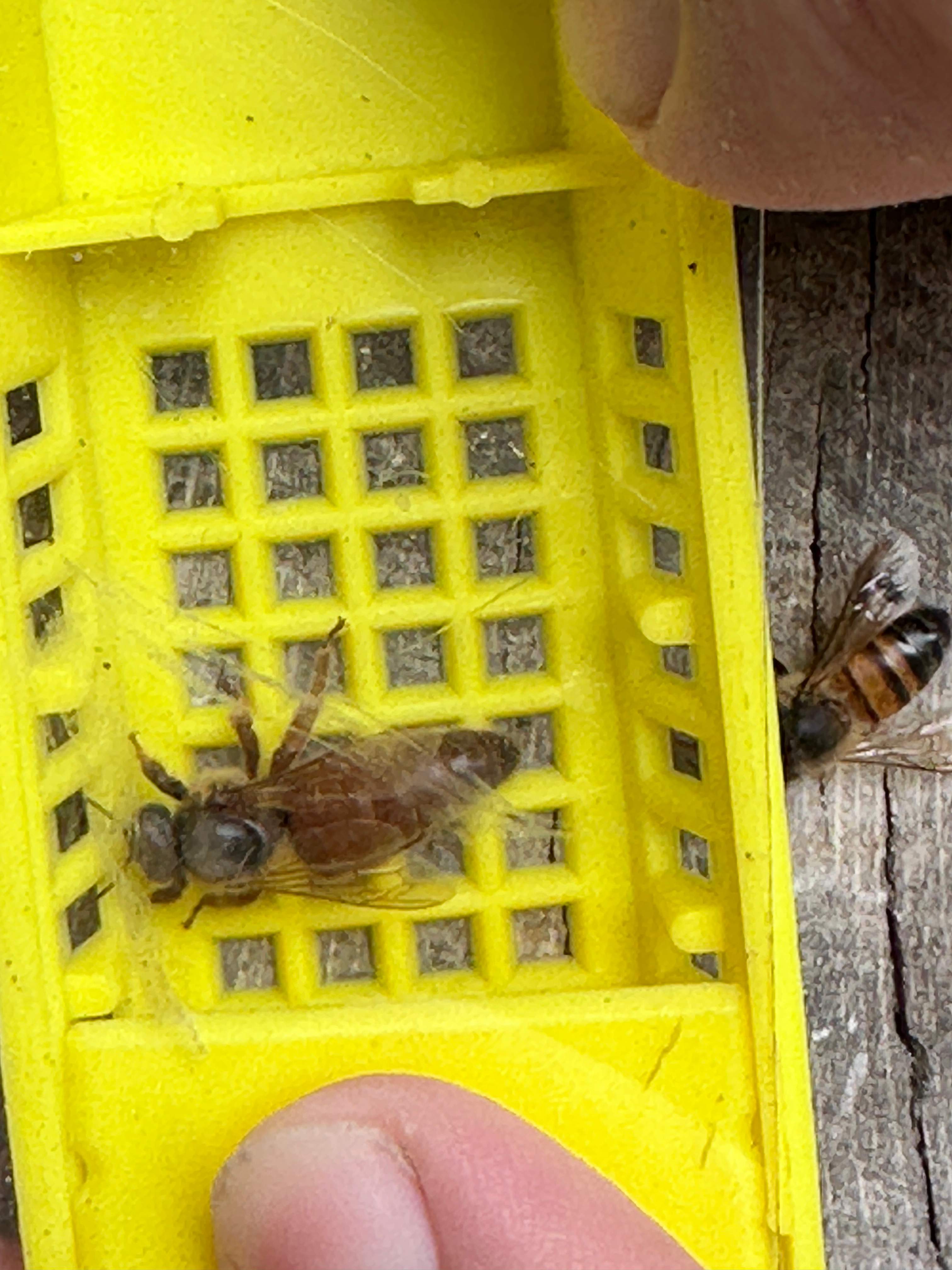 Shared Space by Rockwall Honey Bee Company