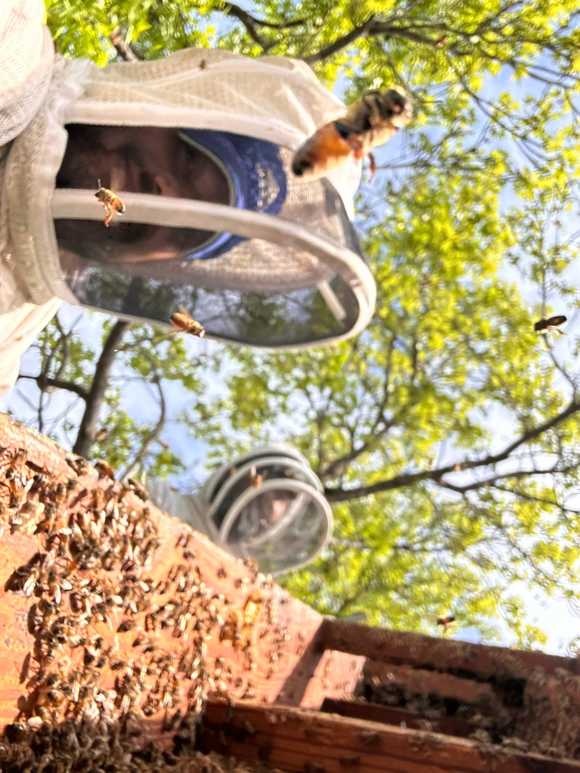 Commercial Roof by Rockwall Honey Bee Company