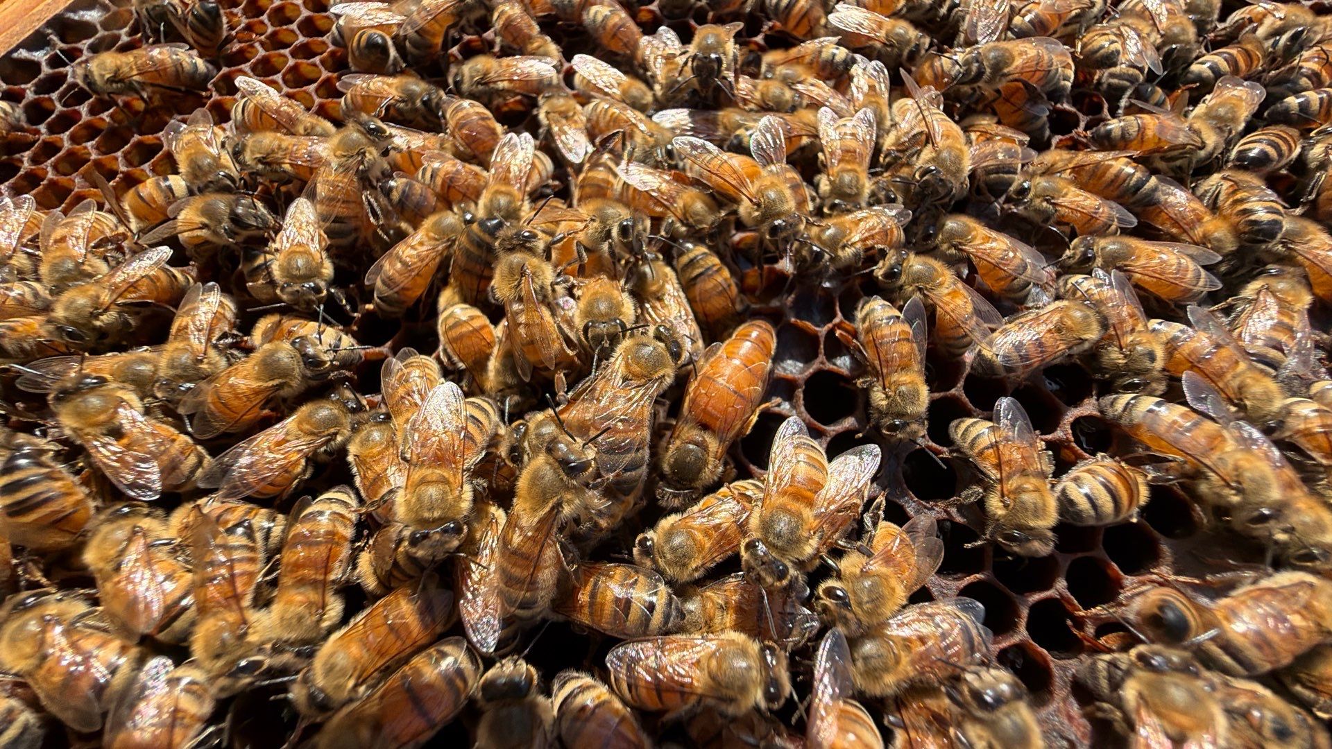 Corporate HQ by Rockwall Honey Bee Company