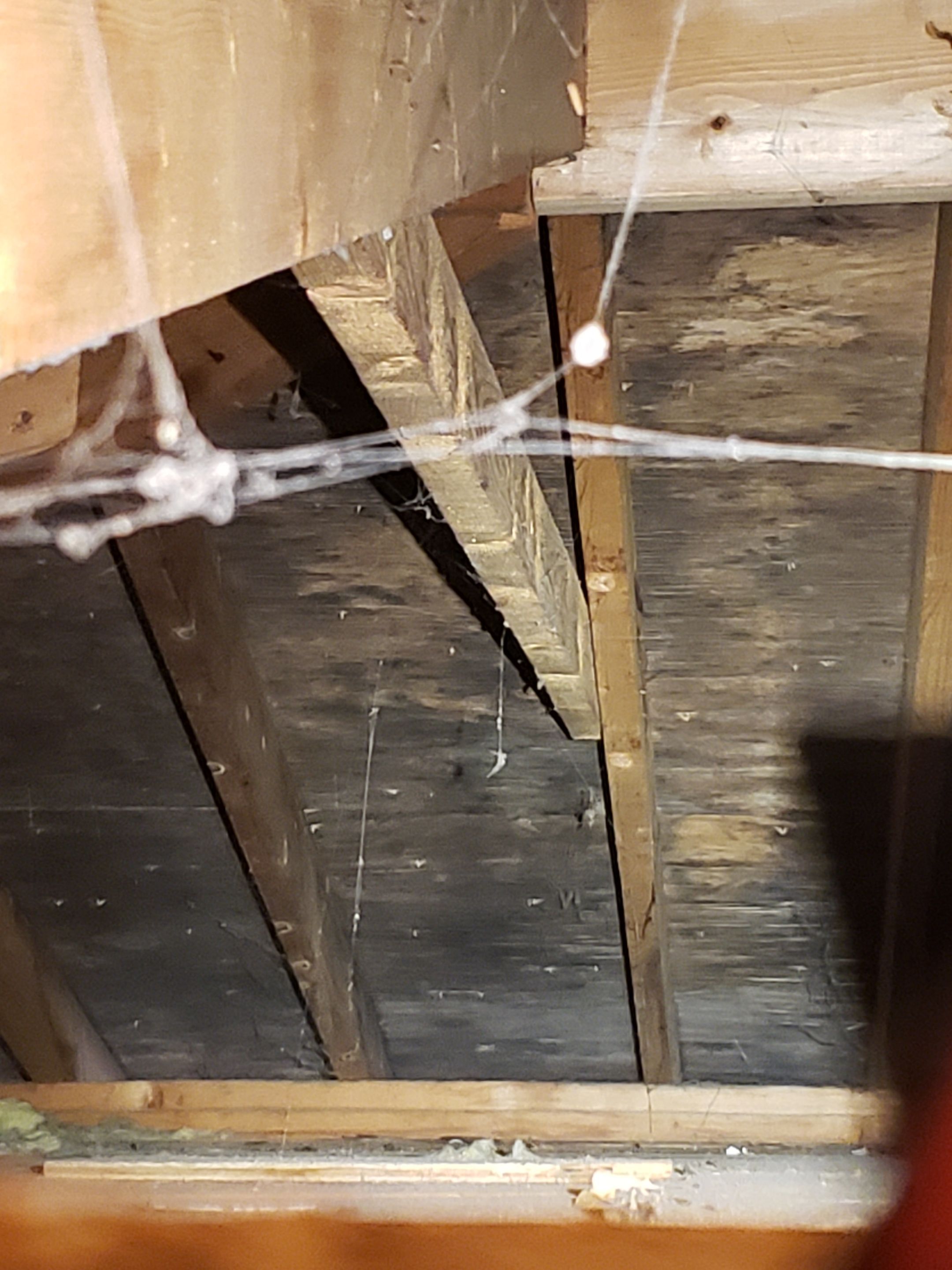 Attic Mold Remediation by Chicagoland Water Medics