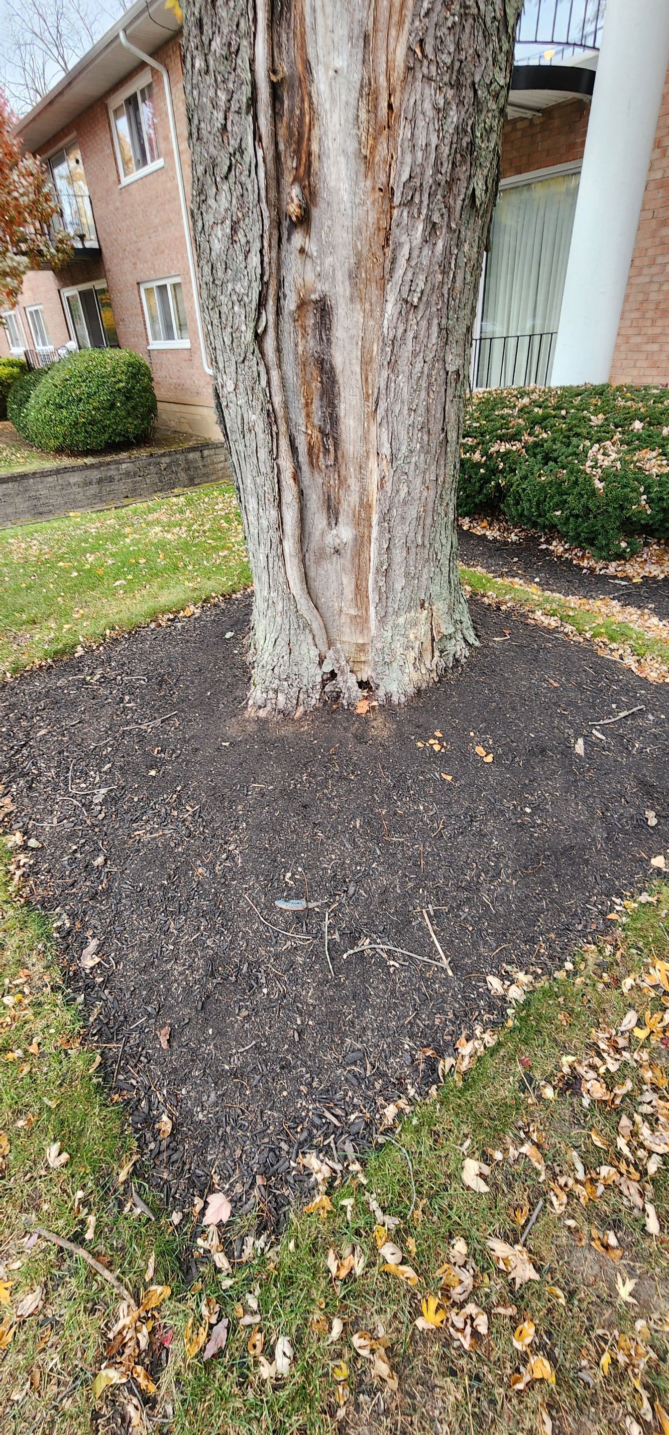 Emergency Job: Removal of Branch by Treeman Tom LLC