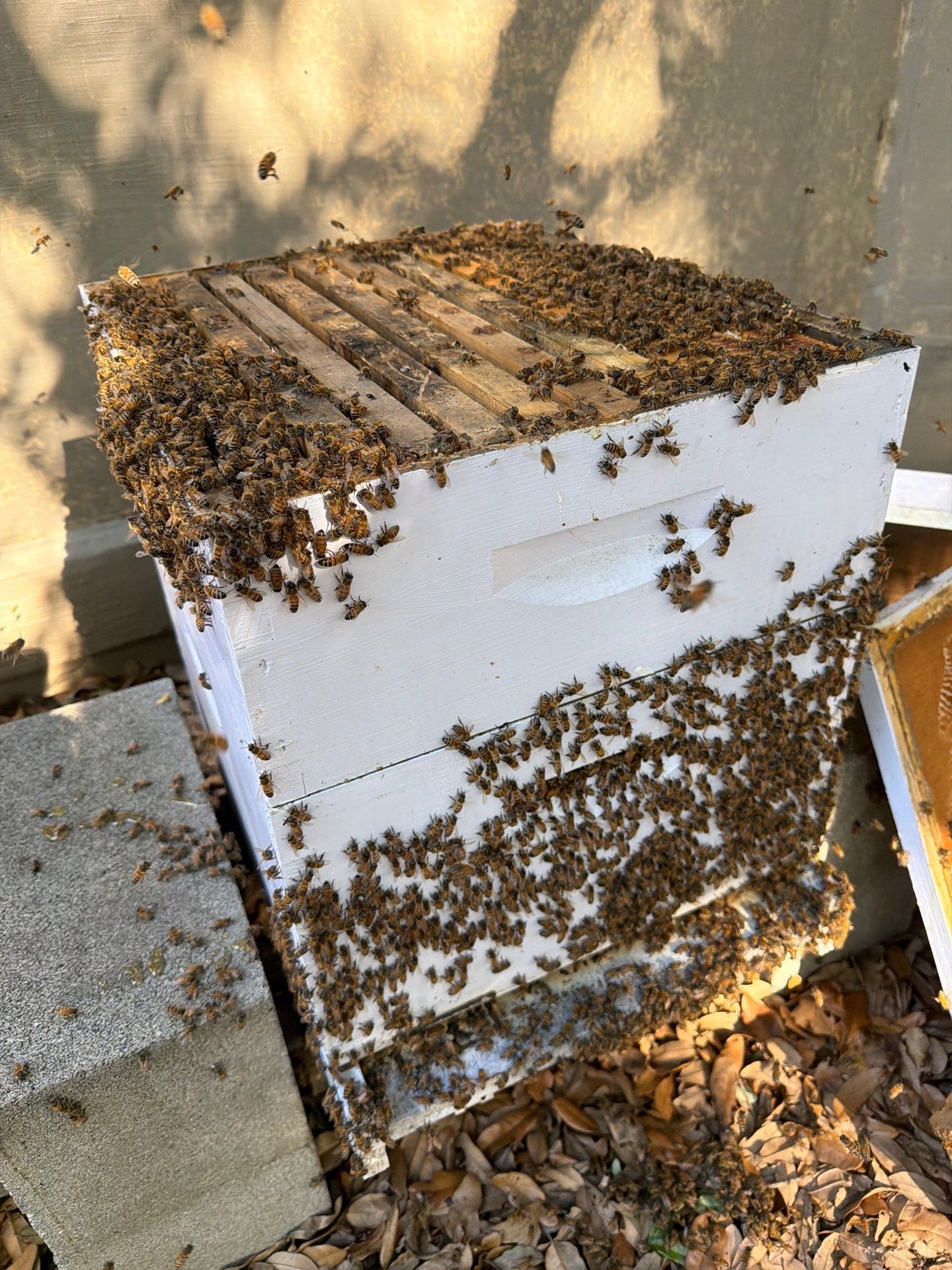 Backyard Survivor Stock by Rockwall Honey Bee Company