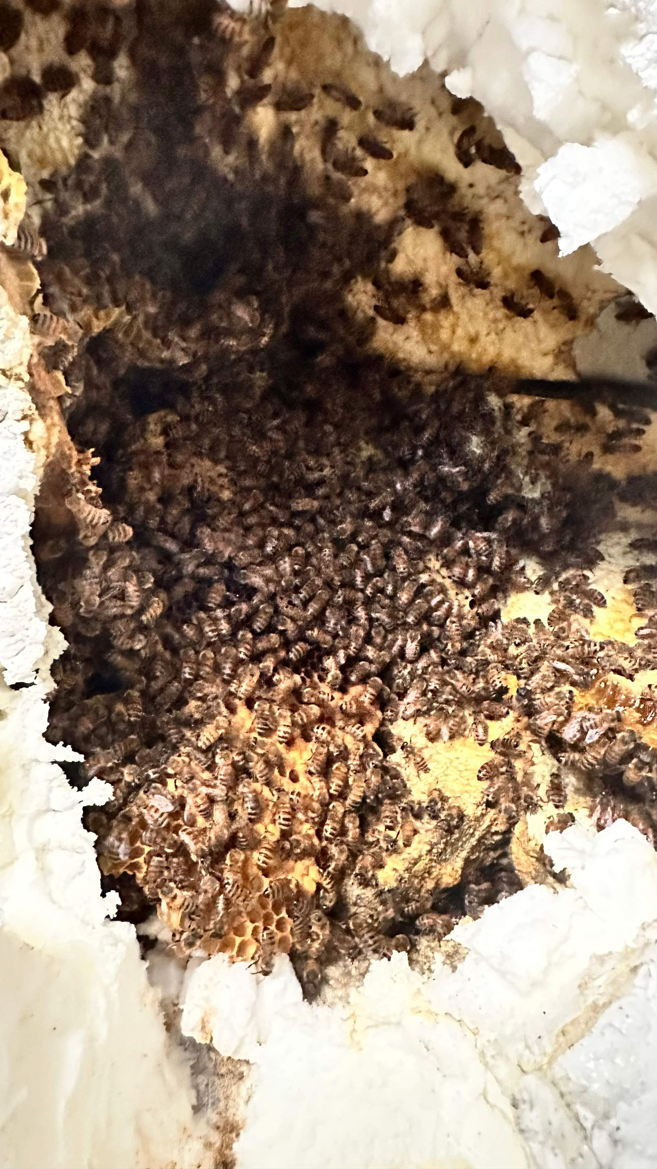 Art Gallery by Rockwall Honey Bee Company