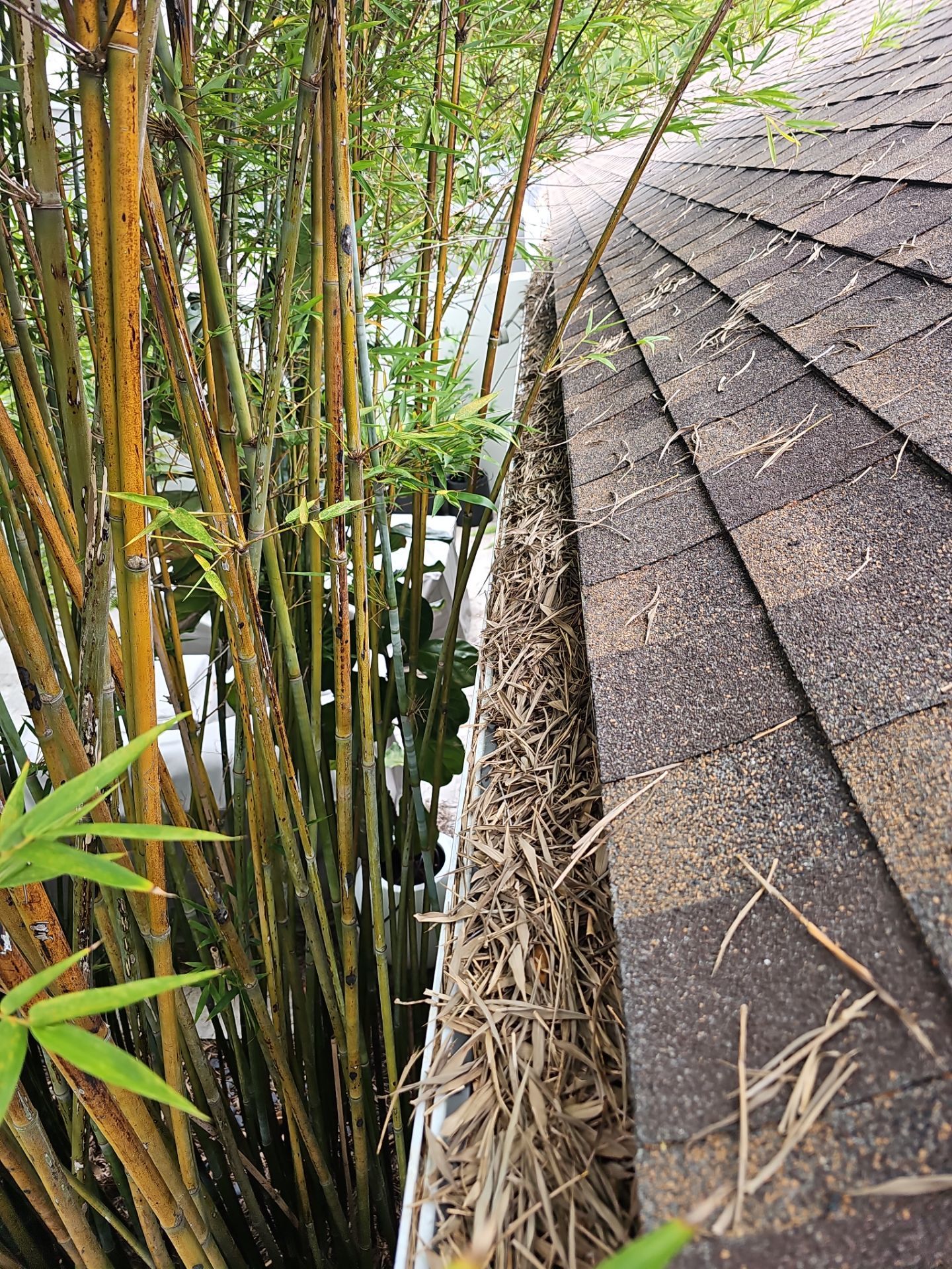 HOA gutter cleaning before photo.