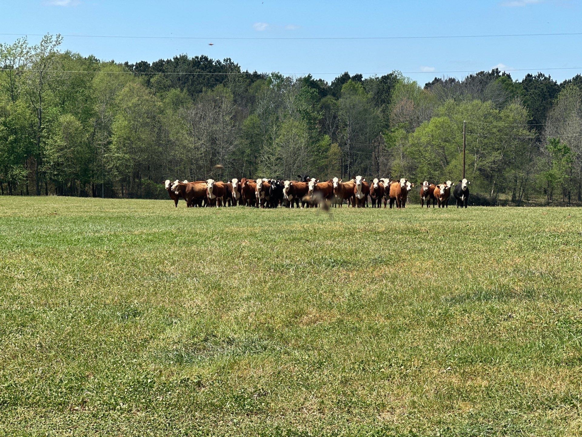 Peanut Farm Apiary by Rockwall Honey Bee Company
