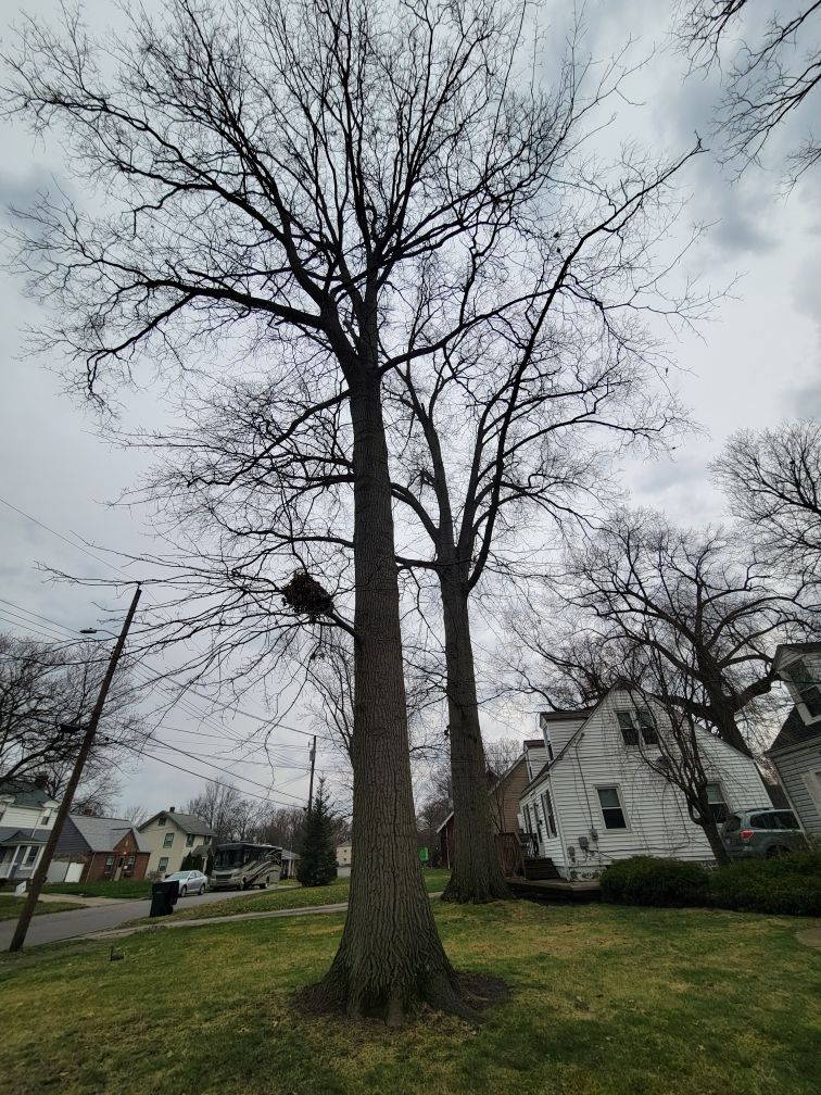 Tree Trimming using Tree Pruing by Mike Jones & Sons Tree Service LLC 