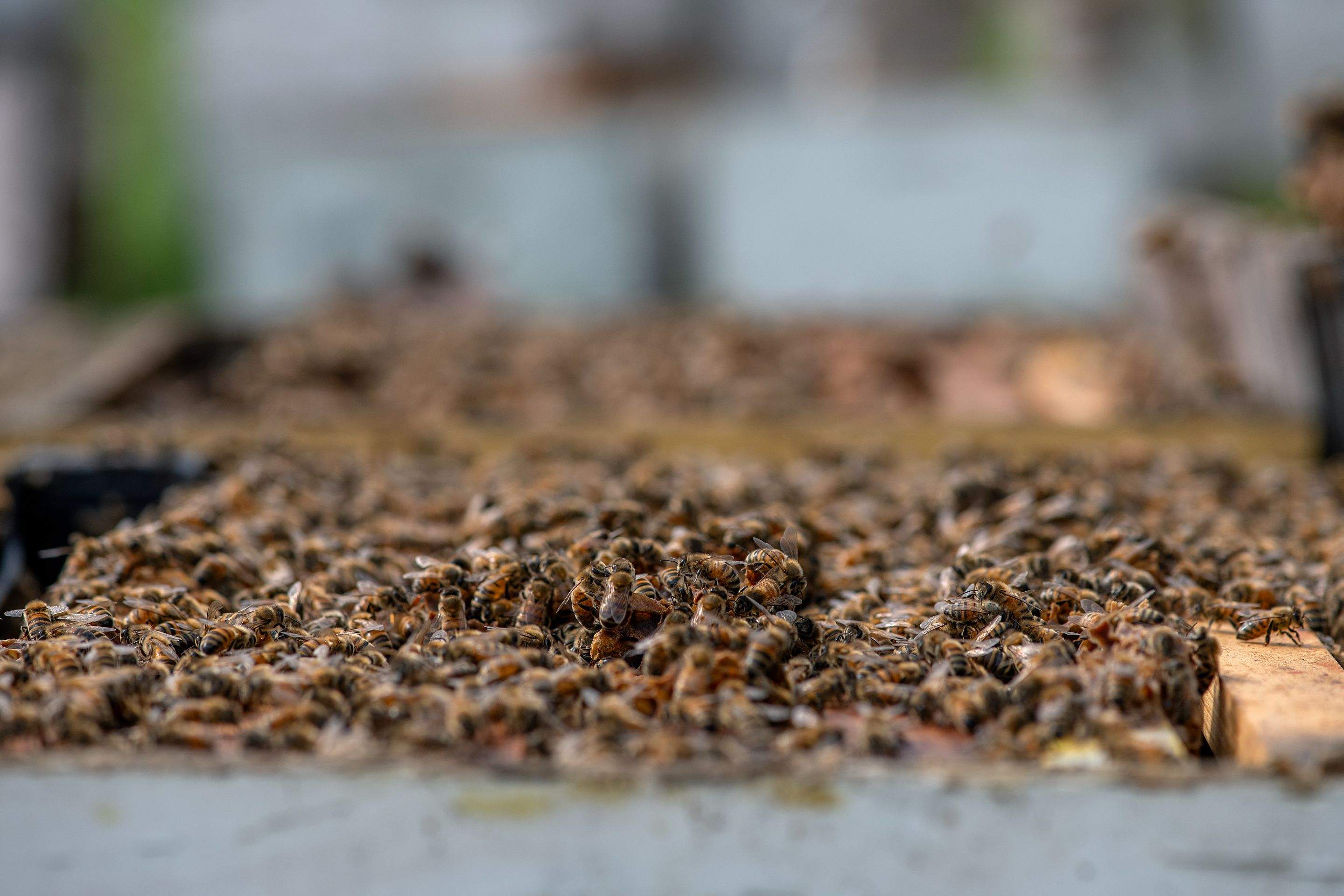 Splits in East Texas by Rockwall Honey Bee Company