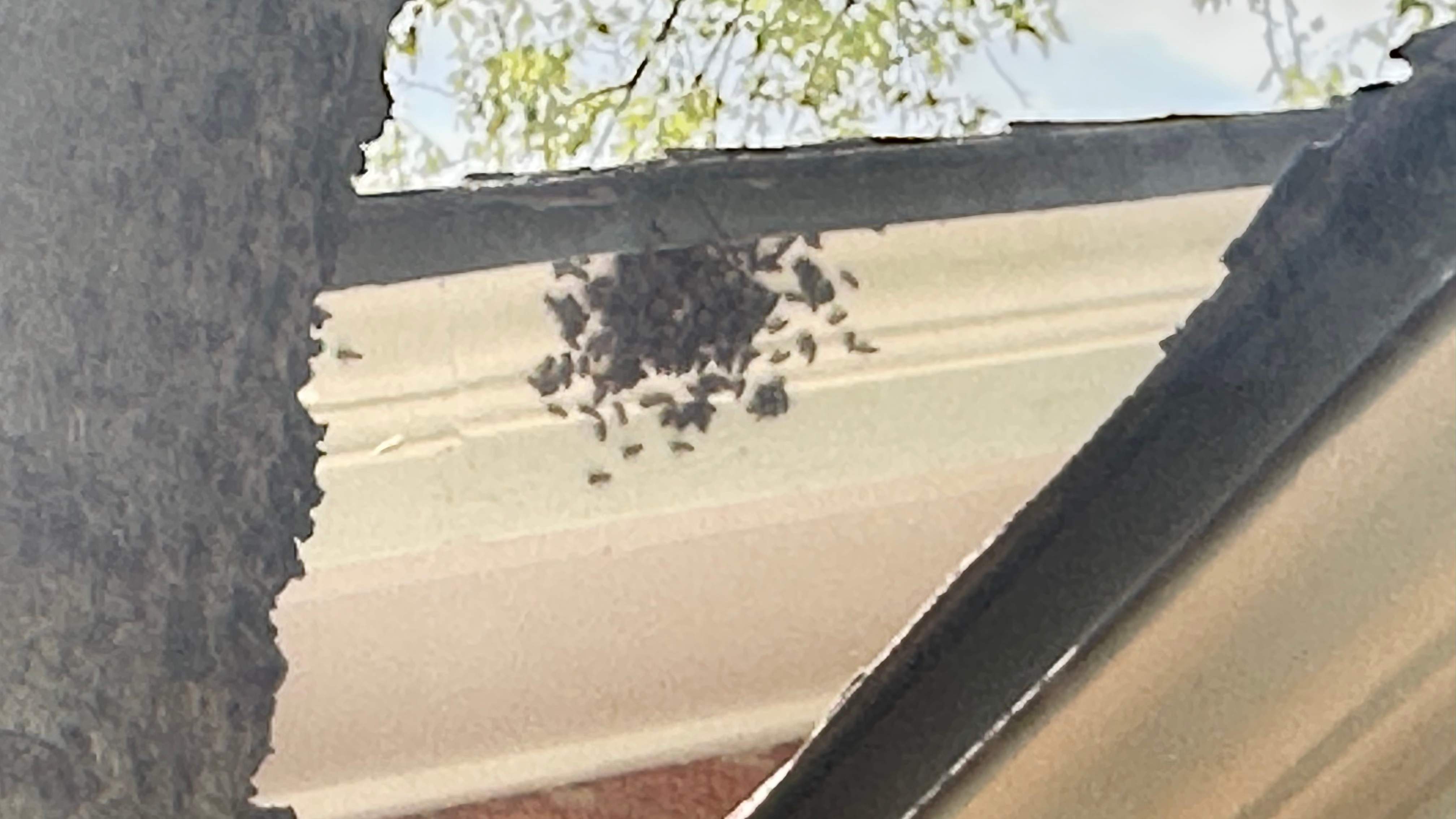 Long-term Residents by Rockwall Honey Bee Company