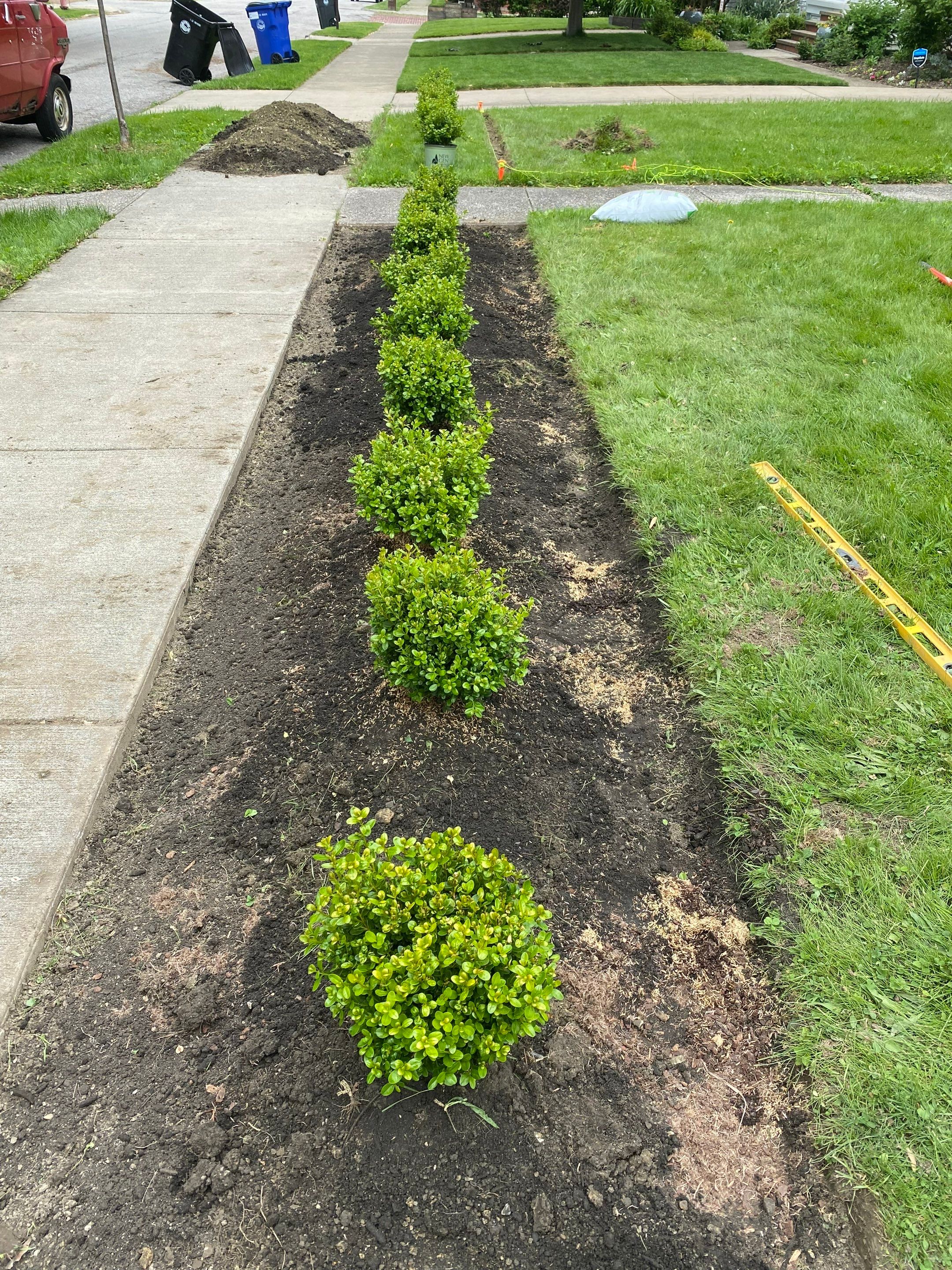Christmas Hedge Install by Elm Rose Gardens