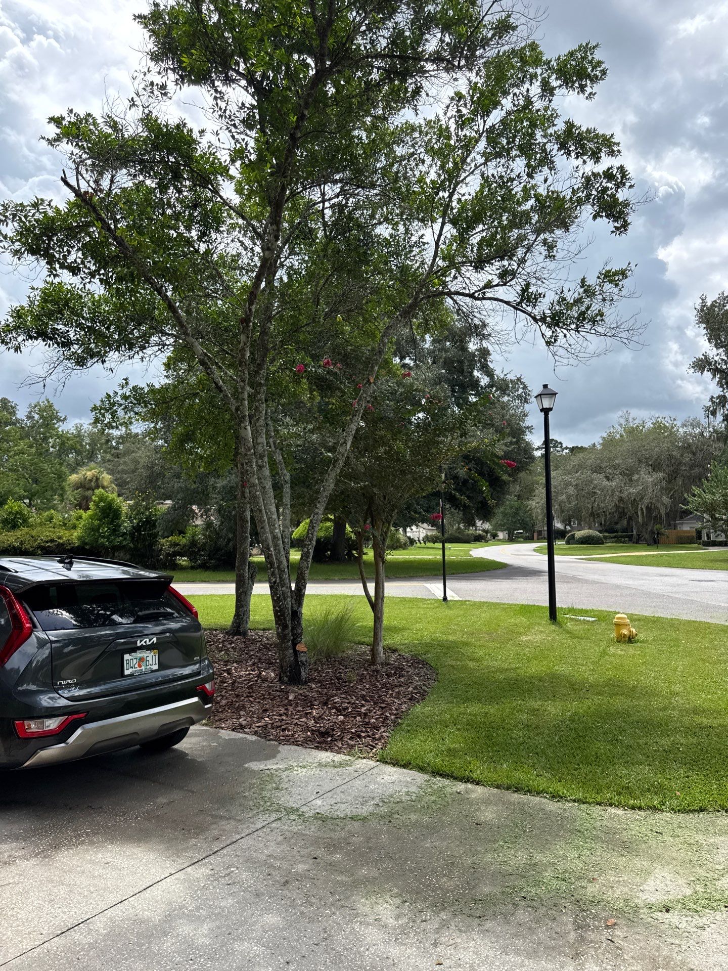 Deerwood Resident | Tree Removal by ProGreen Services