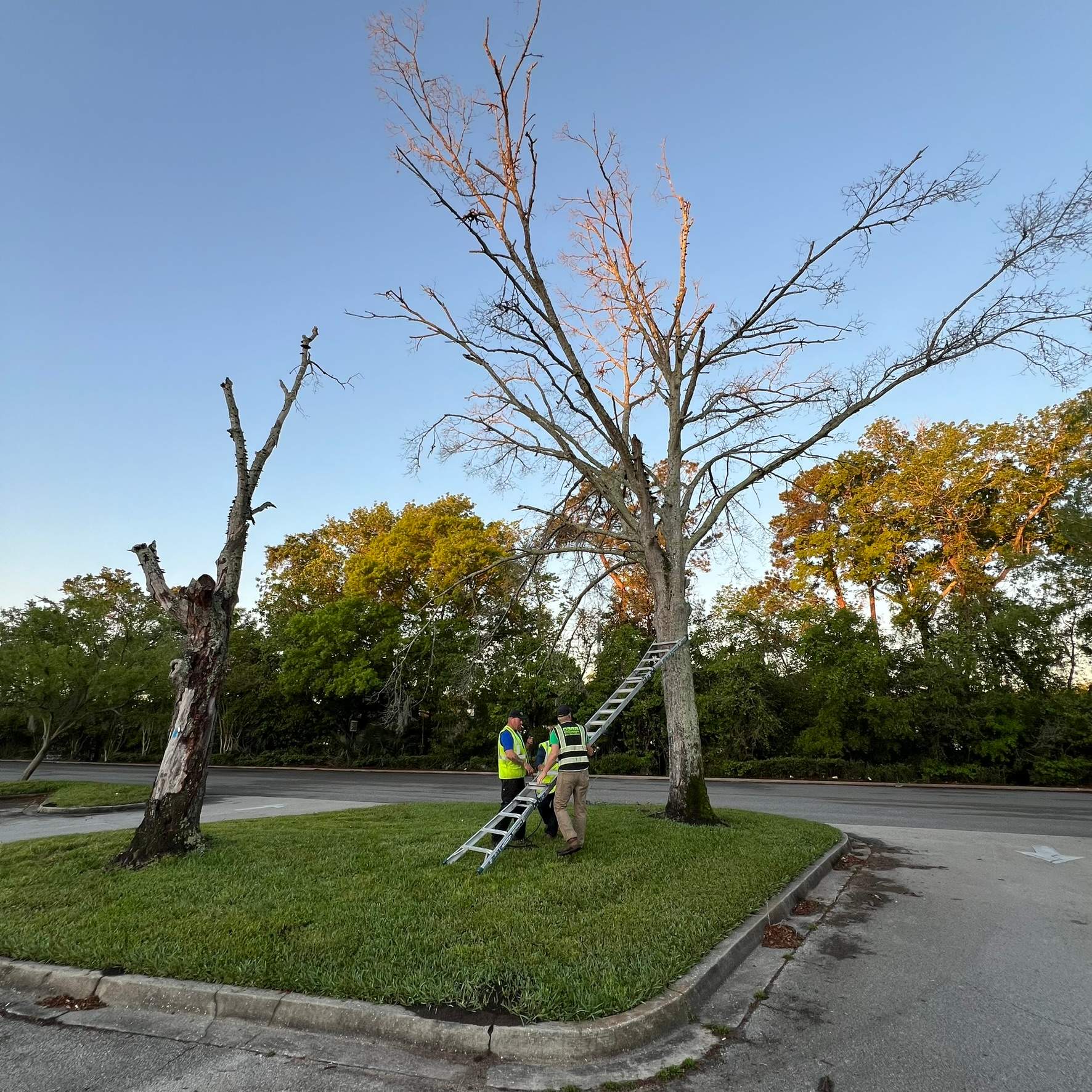 Tree Work | The Avenues Mall by ProGreen Services