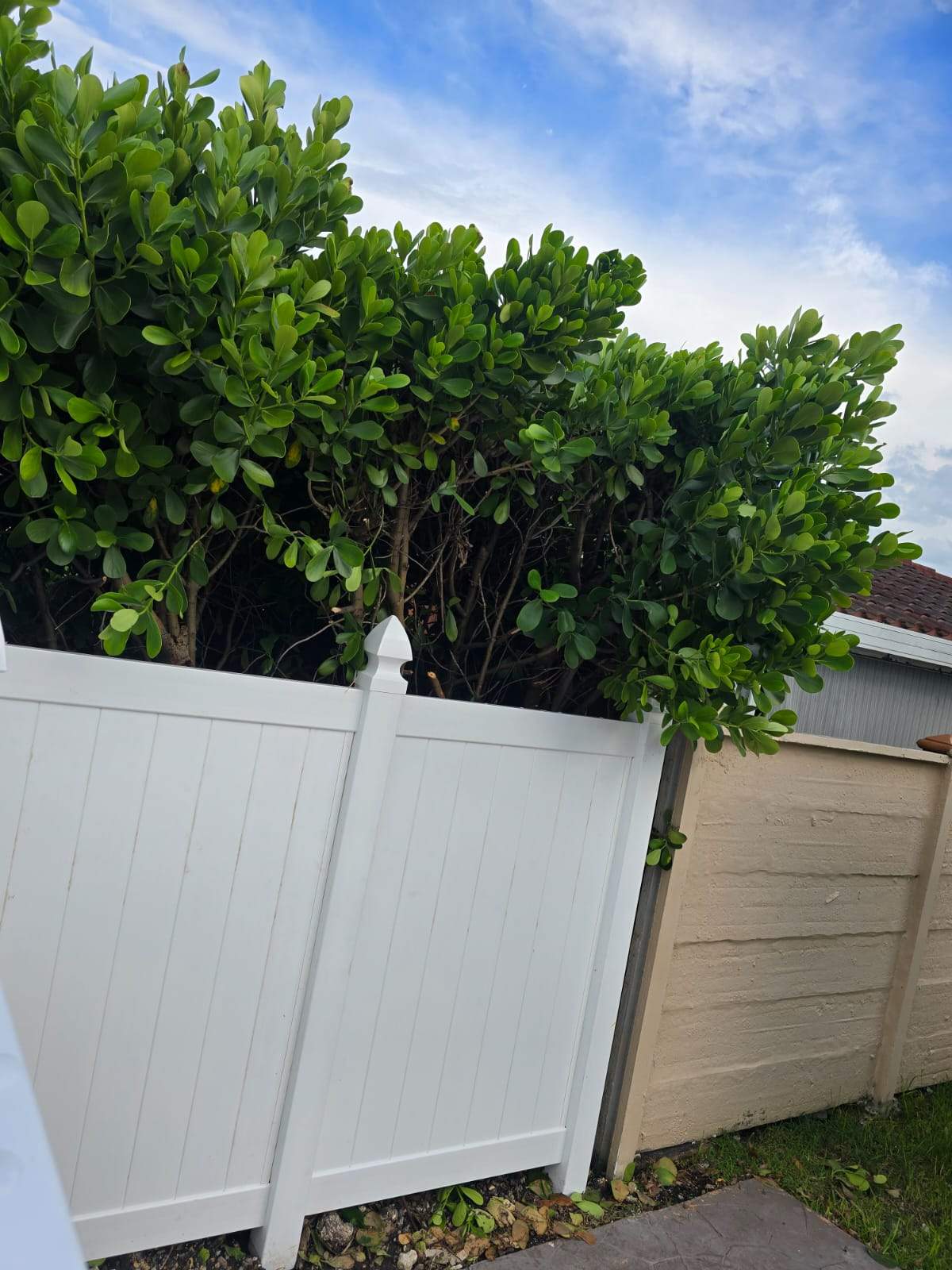Vinyl Fence in Miami by True Fence LLC